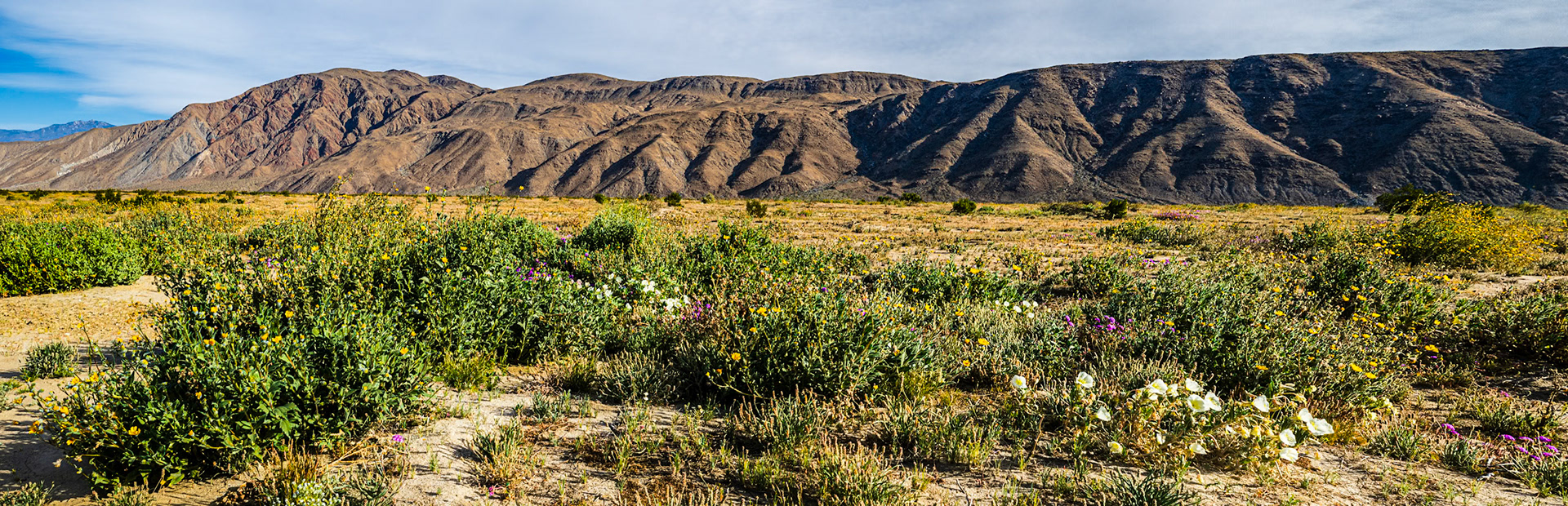 Borrego Valley Wildflowers: Wildflowers carpet the Borrego Valley at the foot of Coyote Mountain in the Anza-Borrego Desert.