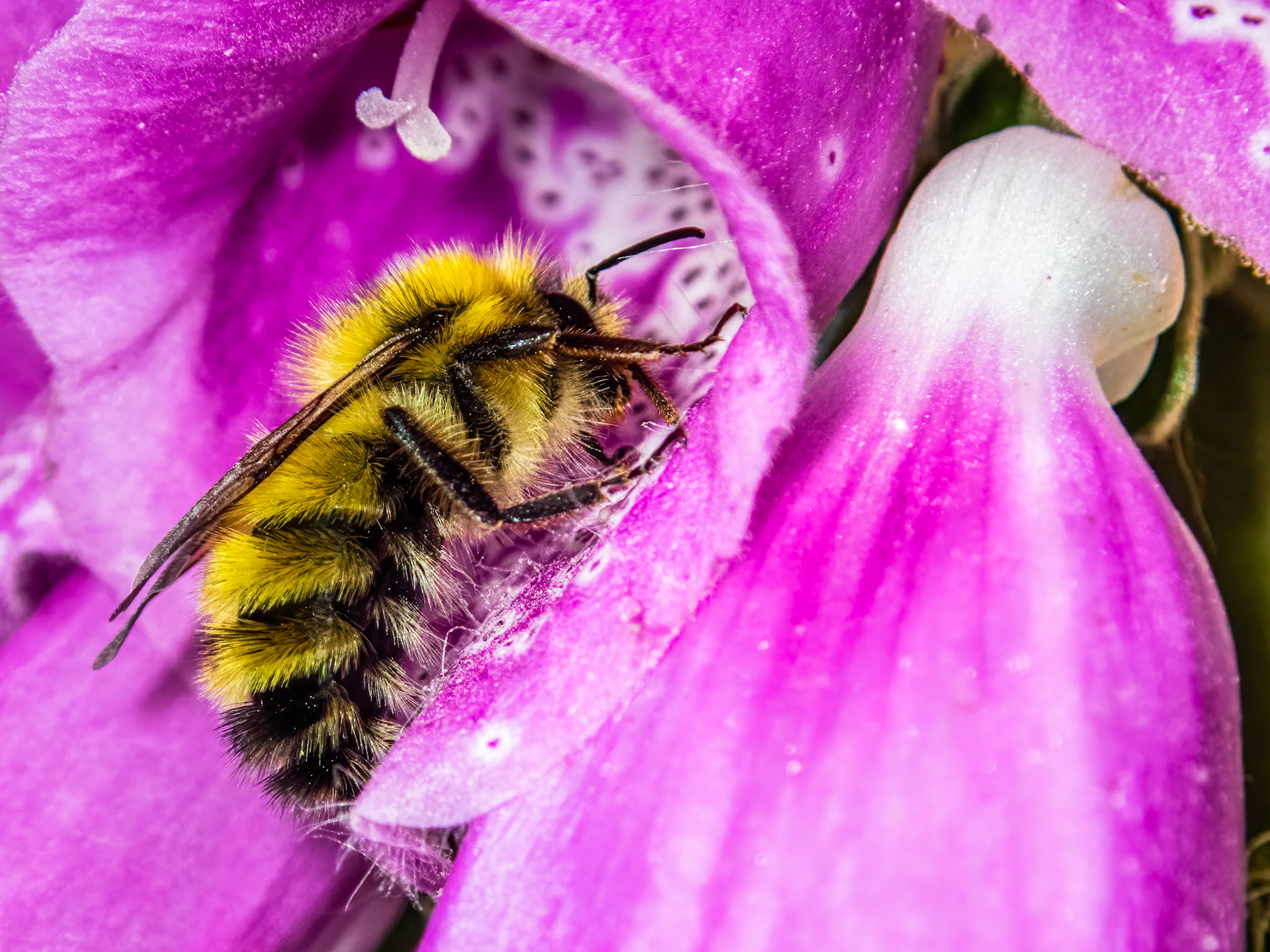 Bumblebee and Foxglove: A bumblebee explores the tubular blossoms of a foxglove plant on a late sping afternoon.