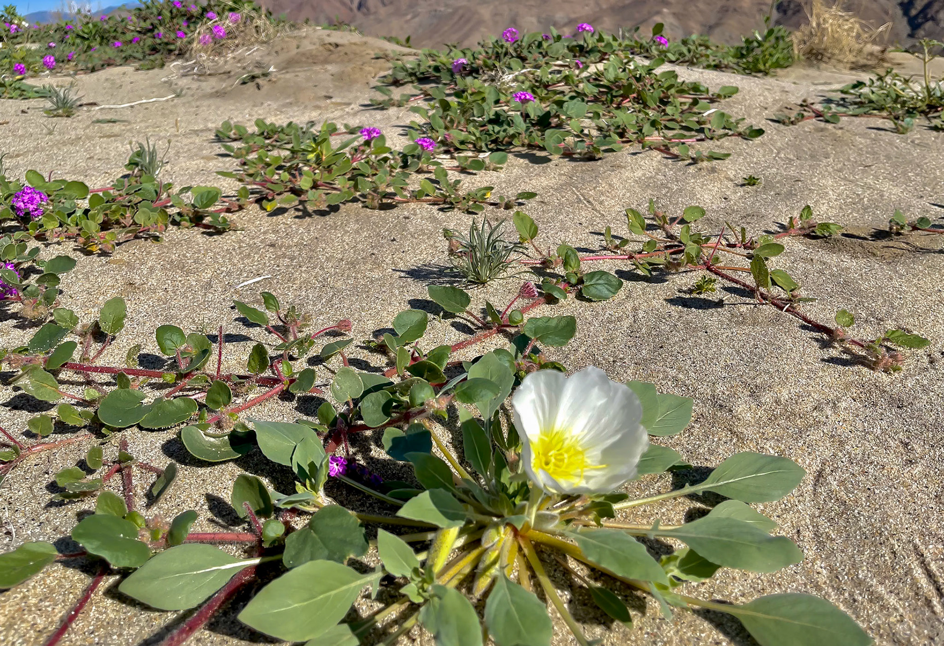 Desert Wildflower Blooms: Sand Verbena and Dune Evening Primrose near Henderson Road in Borrego Springs CA.