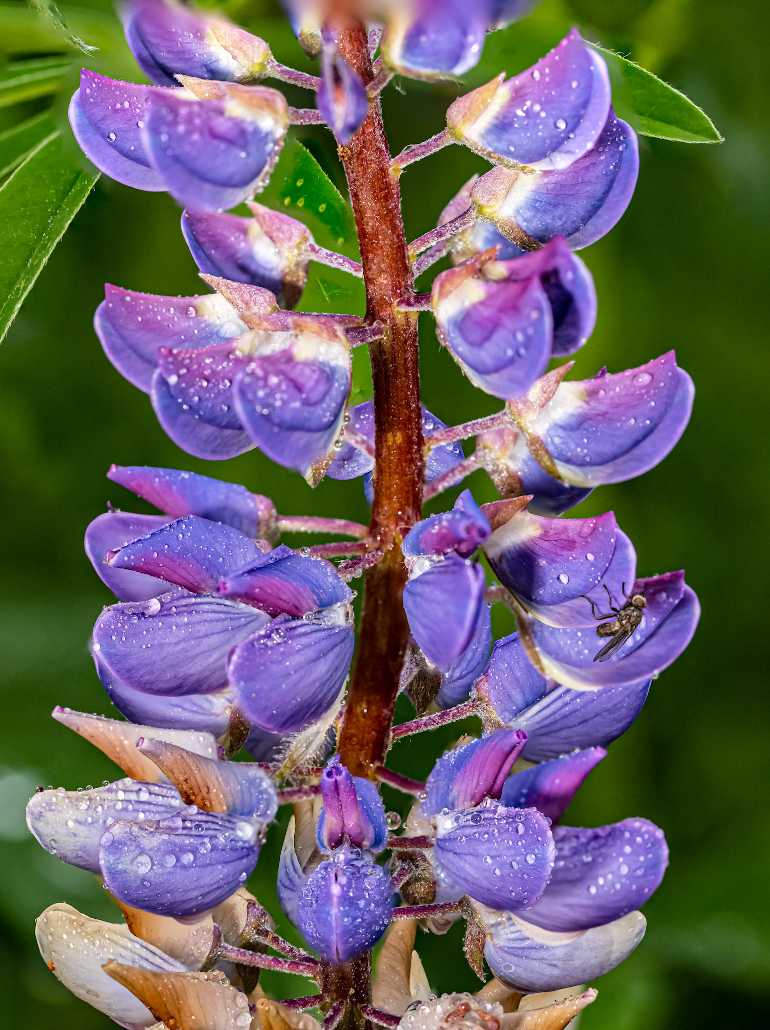 Lupine and the Fly: Close-up of a flyn investigating dewey lupine blooms at Redmond Washington's Marymoor Park.
