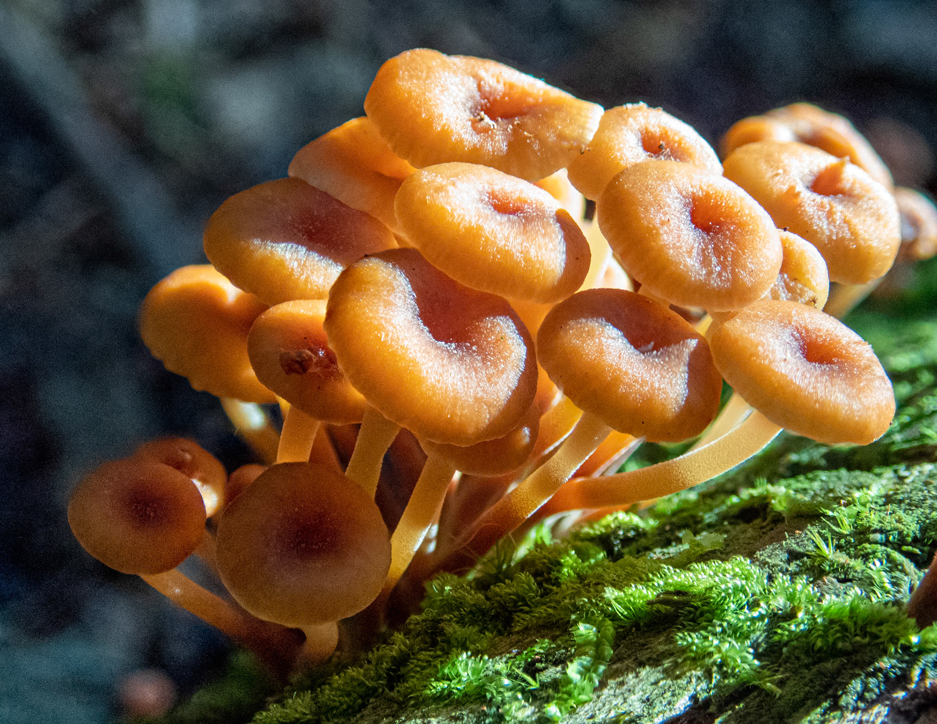 Pinewood Gingertail Dimpled Caps: The Pinewood Gingertail mushroom is known by its scientific name as Xeromphalina campanella and also has several common names including 'fuzzy root', 'golden trumpet' and 'bell Omphalina'.  It's  tiny mushroom less than an inch across.