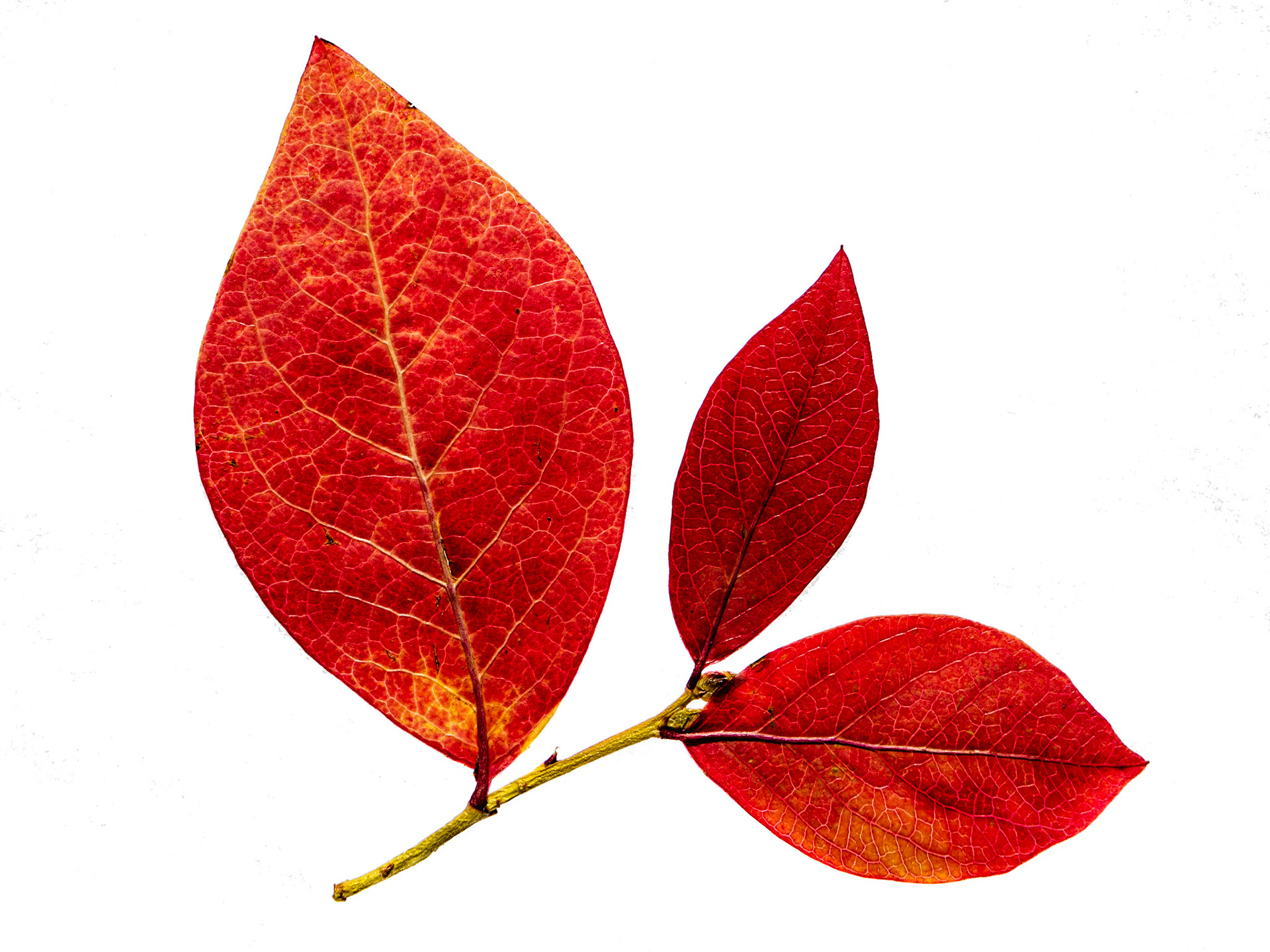 Blueberry Leaves in Autumn - White Background: Blueberry leaves turn red when the weather cools in Autumn.