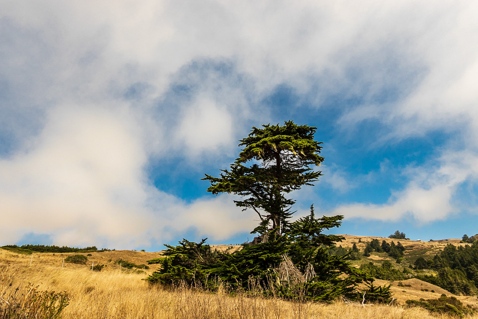 Jenner Headlands - Coastal Prairie: Fog lifting over the coastal prairie at the Jenner Headlands Preserve located north of the Russian River estuary.
