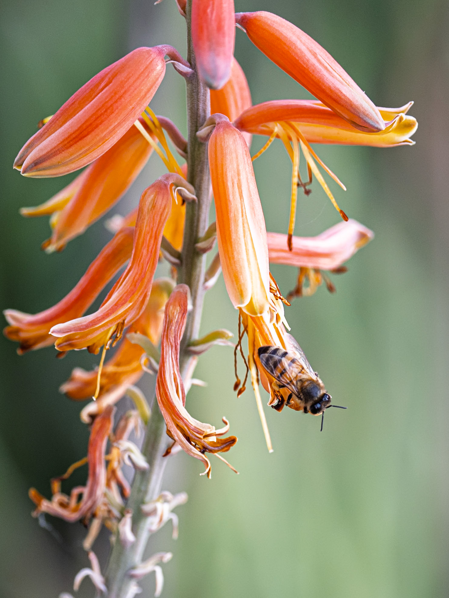 Pollinator: Honeybee exploring an Aloe vara blosom