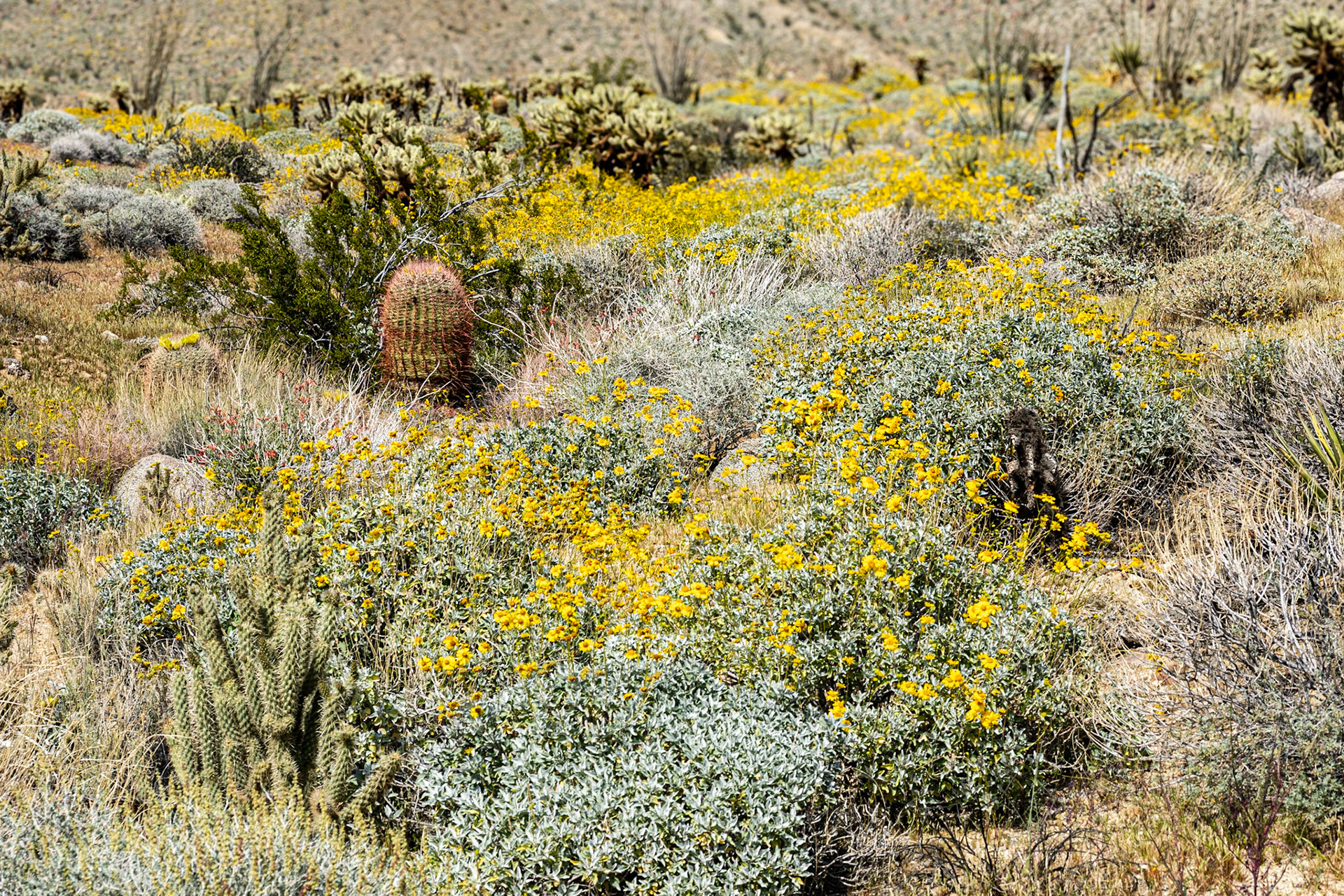 Desert Eden: A diverse desert plant community emerges on a yellow sea of flowering brittlebush at Yaqui Flats in the Anza-Borrego Desert State Park. Plants in this slice of the desert include barrel cactus, chuparosa, hedgehog cactus, teddy bear cholla, ocotillo and Mojave yucca.