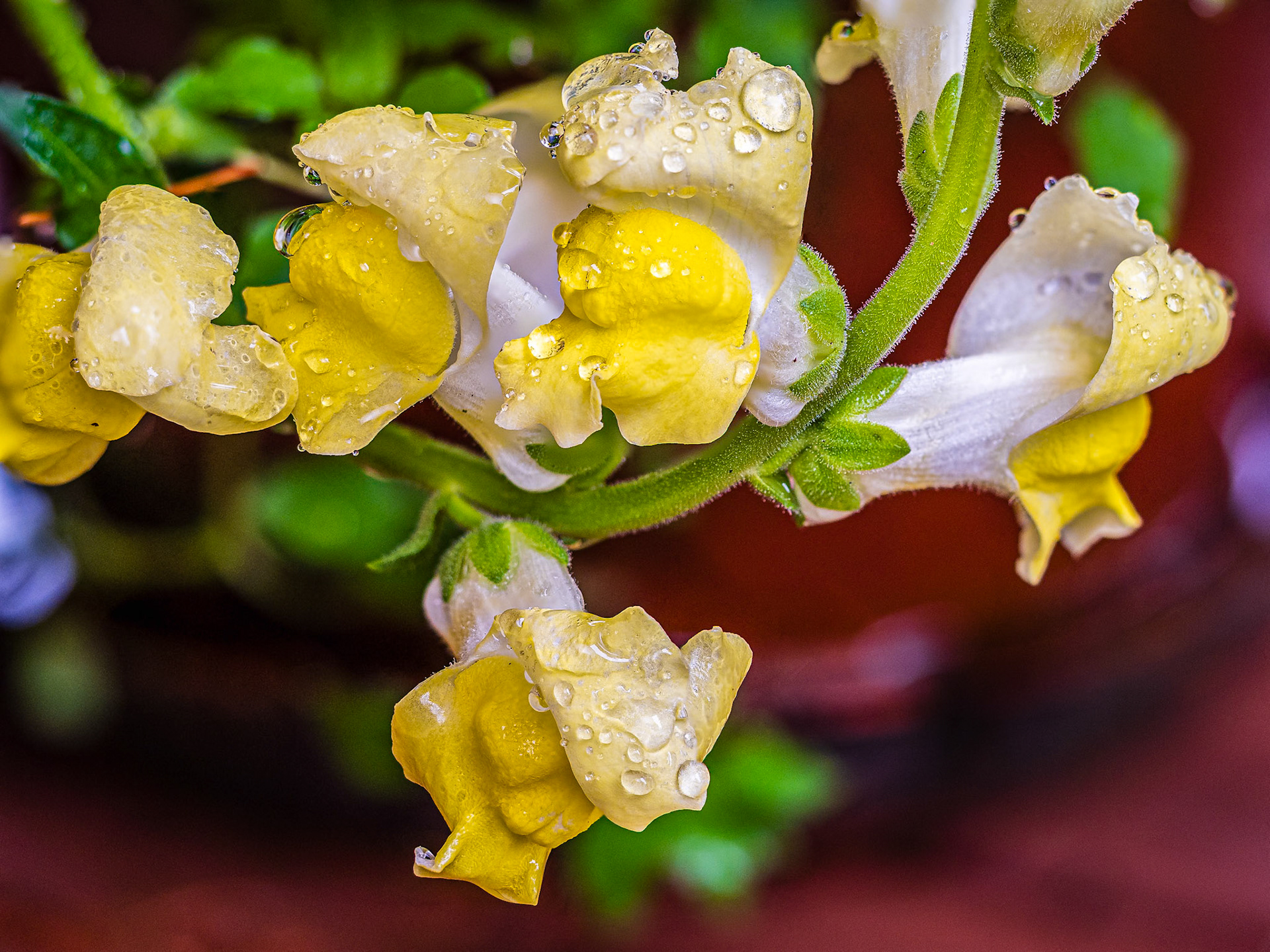 Yellow Snapdragon After the Rain: The snapdragon (Antirrhinum majus) is a tough,  prolific and long-floweirng bloomer. Snapdragon's flowers are ecologically selective, allowing only heavier pollinators like bumblebees access to its nectar.  Historically, snapdragons were wrapped in myth where witches used the blooms in enchanting rites; the yellow blooms symbolizing friendship and goodluck.