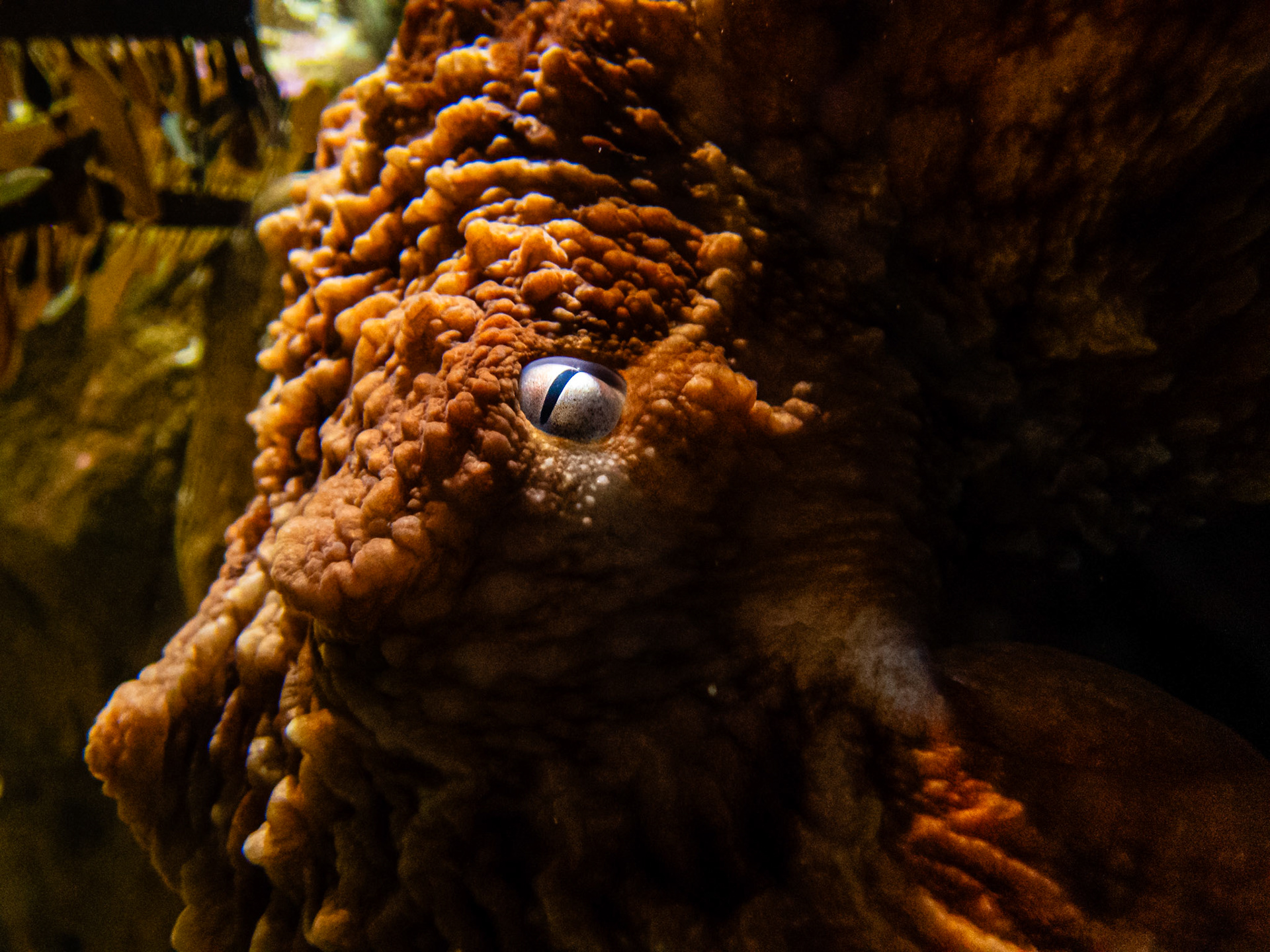 Giant Pacific Octopus: At the Seattle Aquarium