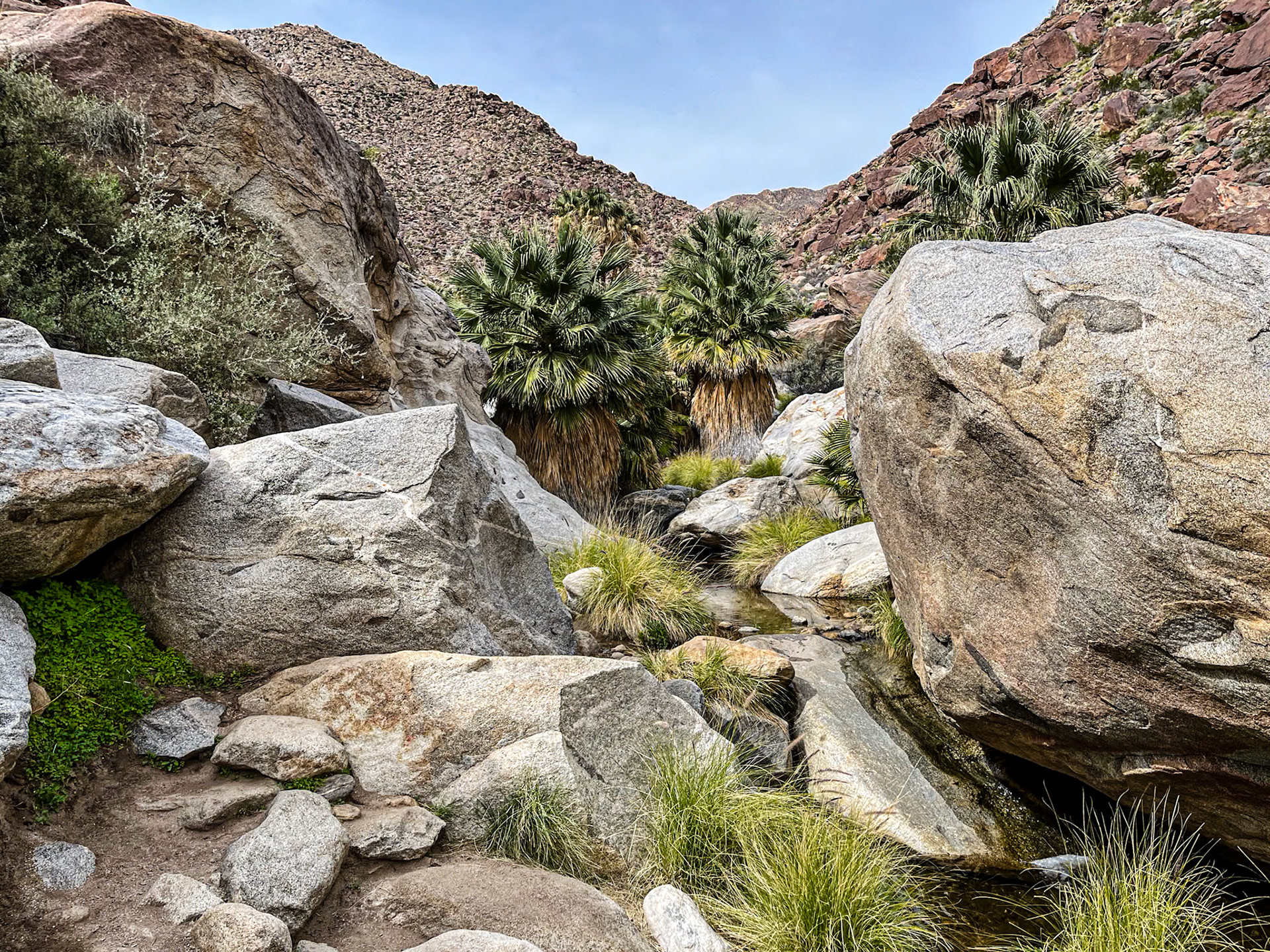 Palm Grove and Springs: The palm grove in Palm Canyon in the Anzo-Borrego Desert state park.  The Grove is located along an ephemeral stream fed by runoff of infrequent rain intercepted by the surrounding San Ysidro mountains.