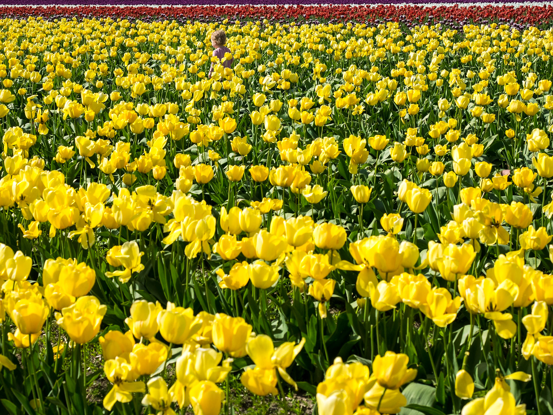 Where's Maeve: Maeve dancing in the Tulips, Mt. Vernon WA