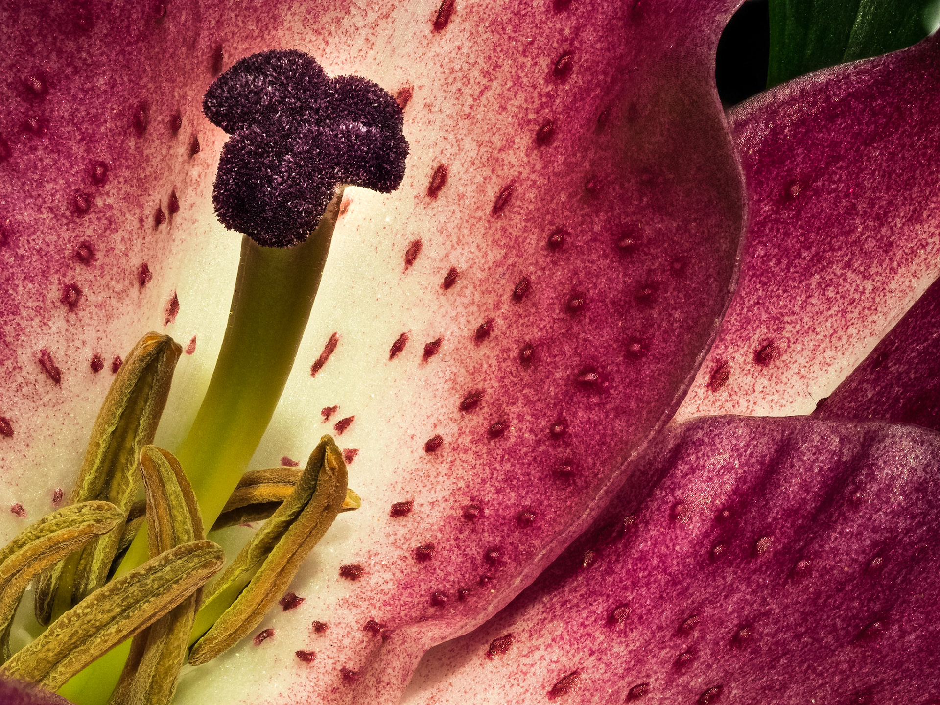 Daylily Bloom: An incredibly resilient, long-lived perennial that produces an abundance of showy blooms.