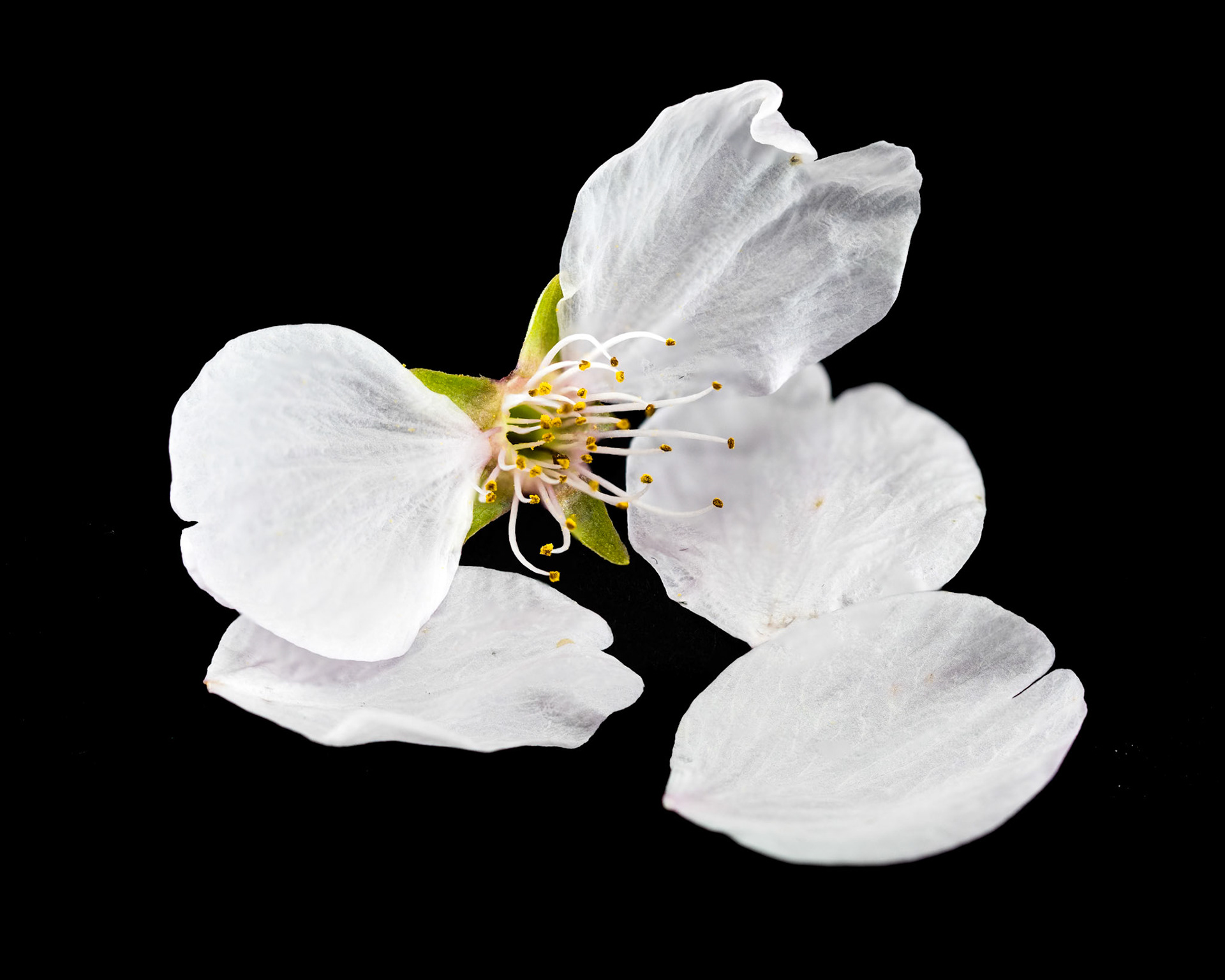 Cherry Blossom Petals: A Japanesse Cherry blossom sheds its petals in late March.