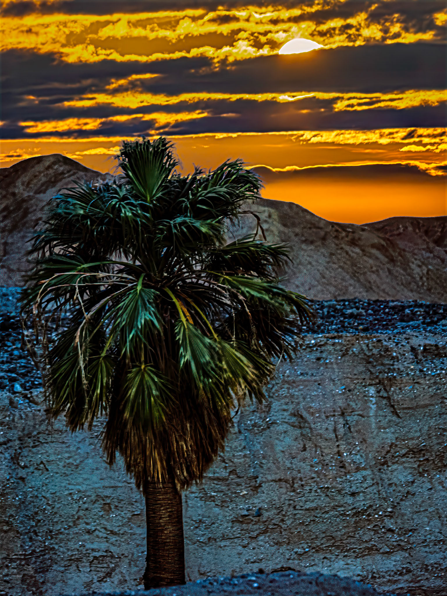 Palm Moonrise: Moonrise at 17 Palms Oasis.  A blend of two photos.  The palm in the foreground was photographed in the golden hour around sunset.  The moonrise in the background was photographed in twilight almost an hour after sunset.