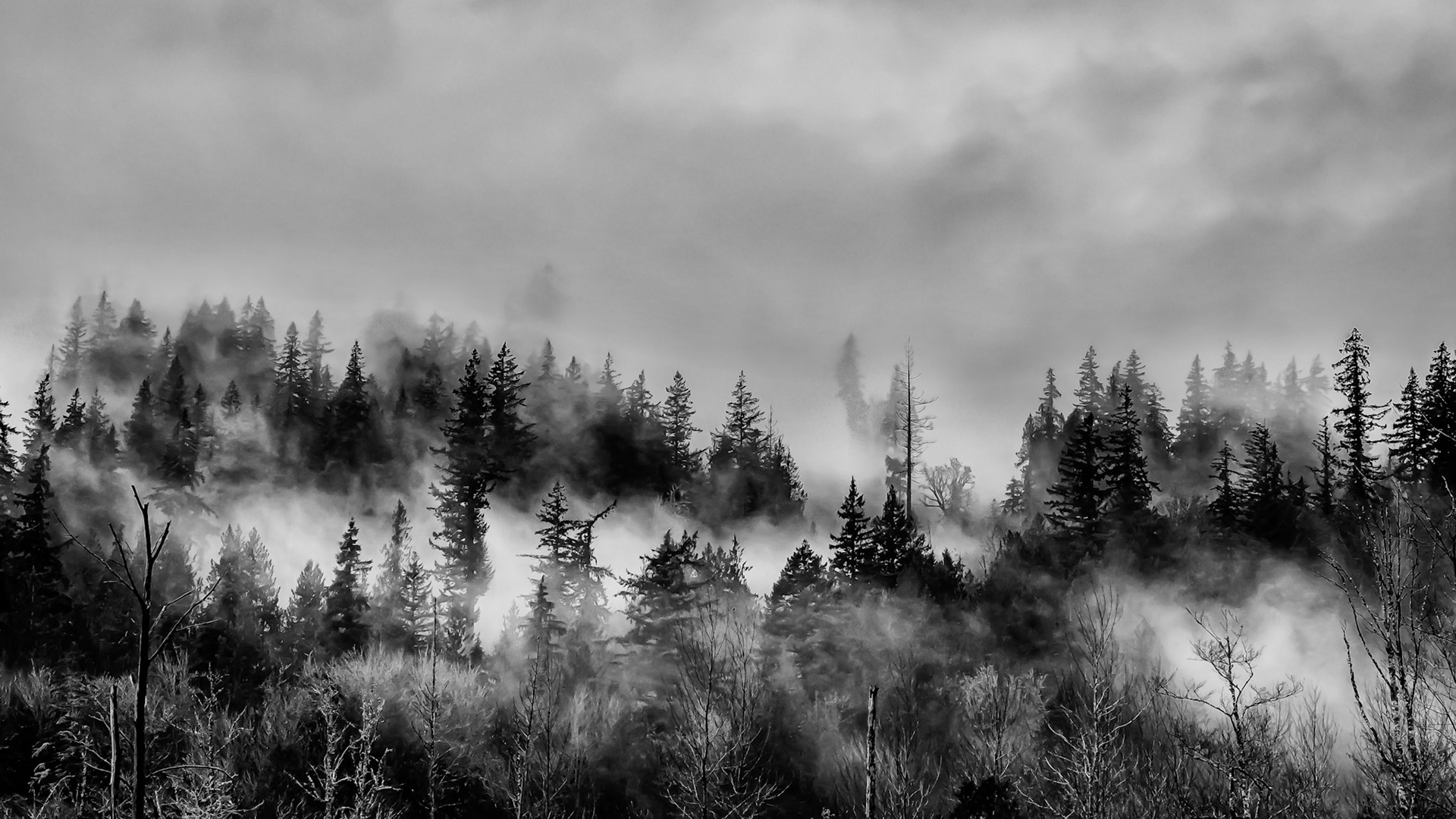 Cascade Mist: Fog rises from the Cascade Mountains foothills on a misty day.