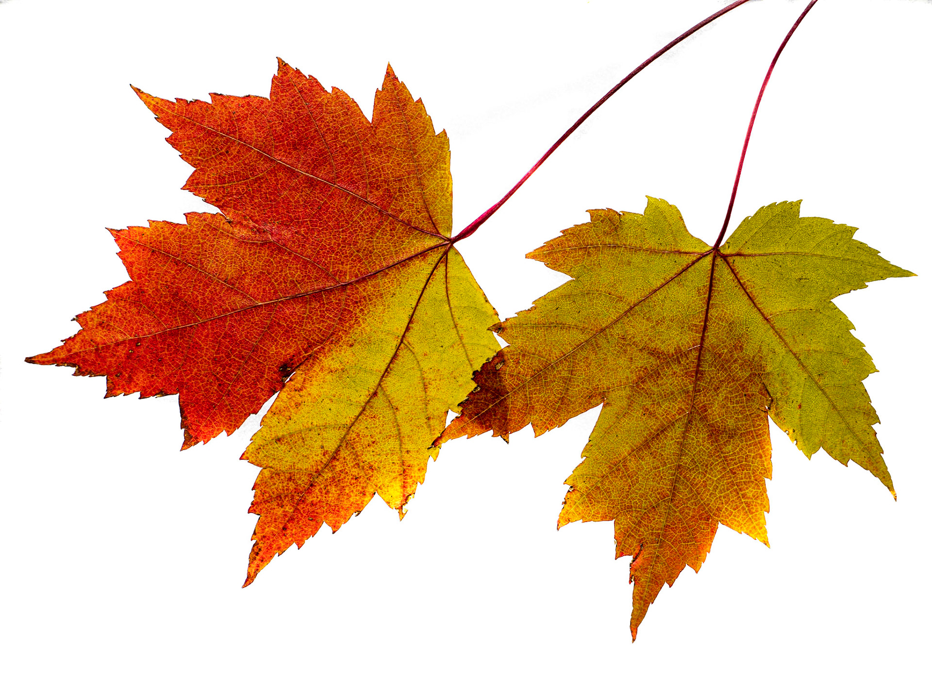 Twin Maple Leaves - White Background: Maple leaves turn to orange and yellow hues before dropping in Autumn.