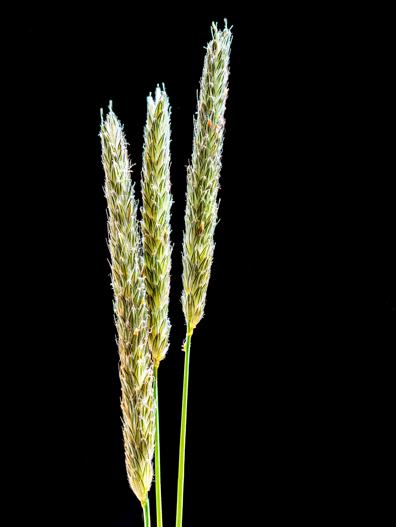 Timothy Grass - Black Background: A close-up view of spring Timothy Grass illuminated with a Manfrotto LED and  using a small black v-slat as background.