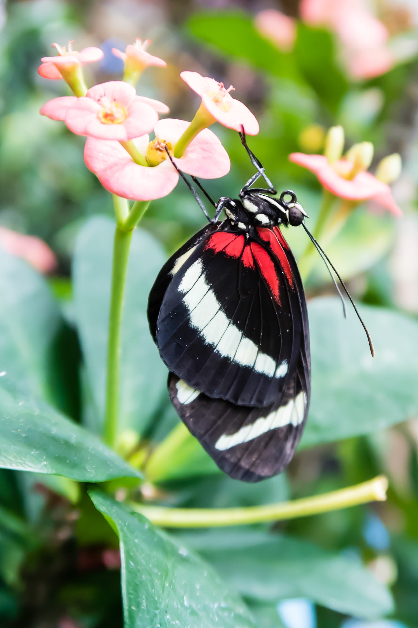 Butterfly Ascending: At the Pacific Science Center