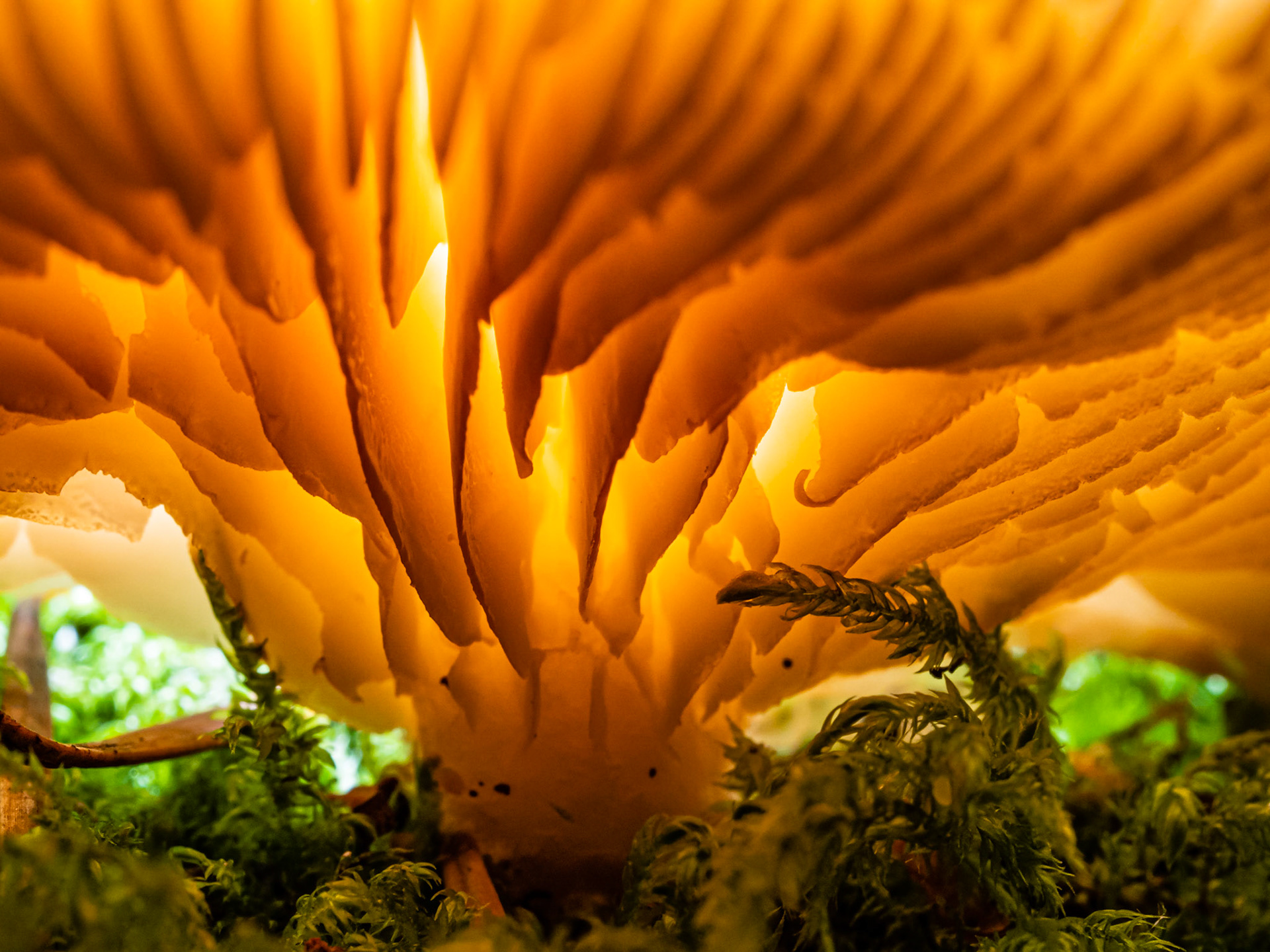 Mushroom and Moss: Close-up view of a Pinewood Gingertail (aka Golden Trumpet) mushroom growing on mossy log.