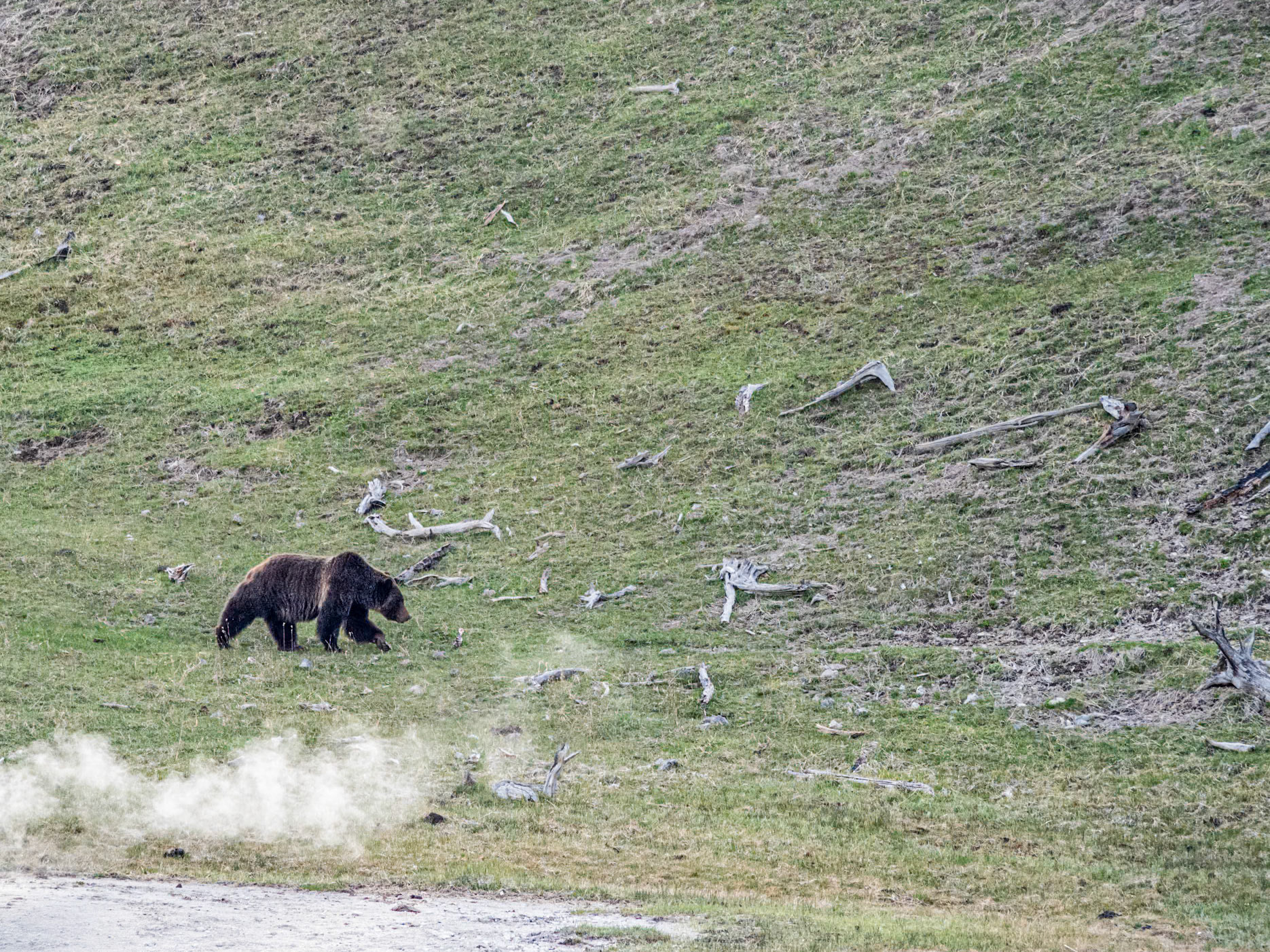 Grizzly Bear: This grizzly bear was foraging along an open slope above the Firehole River in the Lower Geyser Basin of Yellowstone National Park.  Steam seen in the foreground is rising from one of many fumaroles in the area.