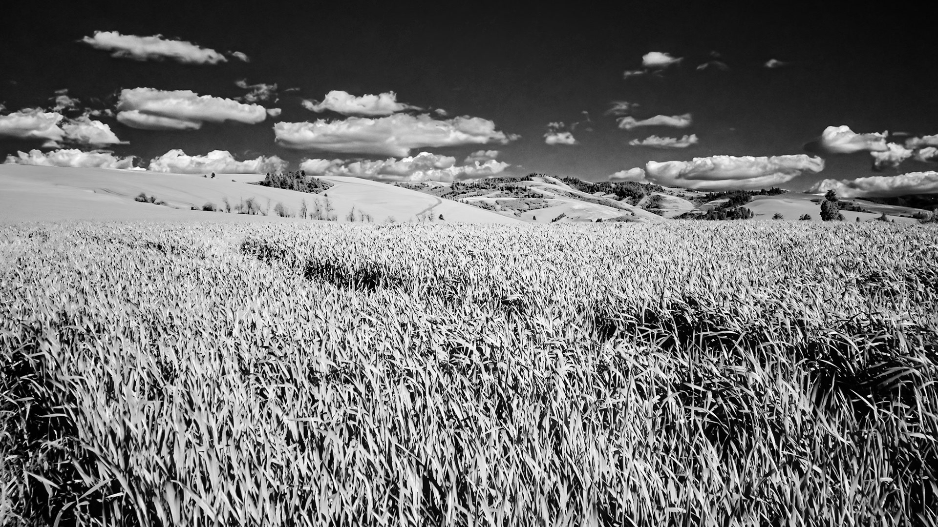 Wheat Fields - IR Black-and-White: Rolling hills of wheat blend into the Blue Mountains in southeast Washington near Walla Walla.  Infrared (720 nm) false color converted to Black-and-White.