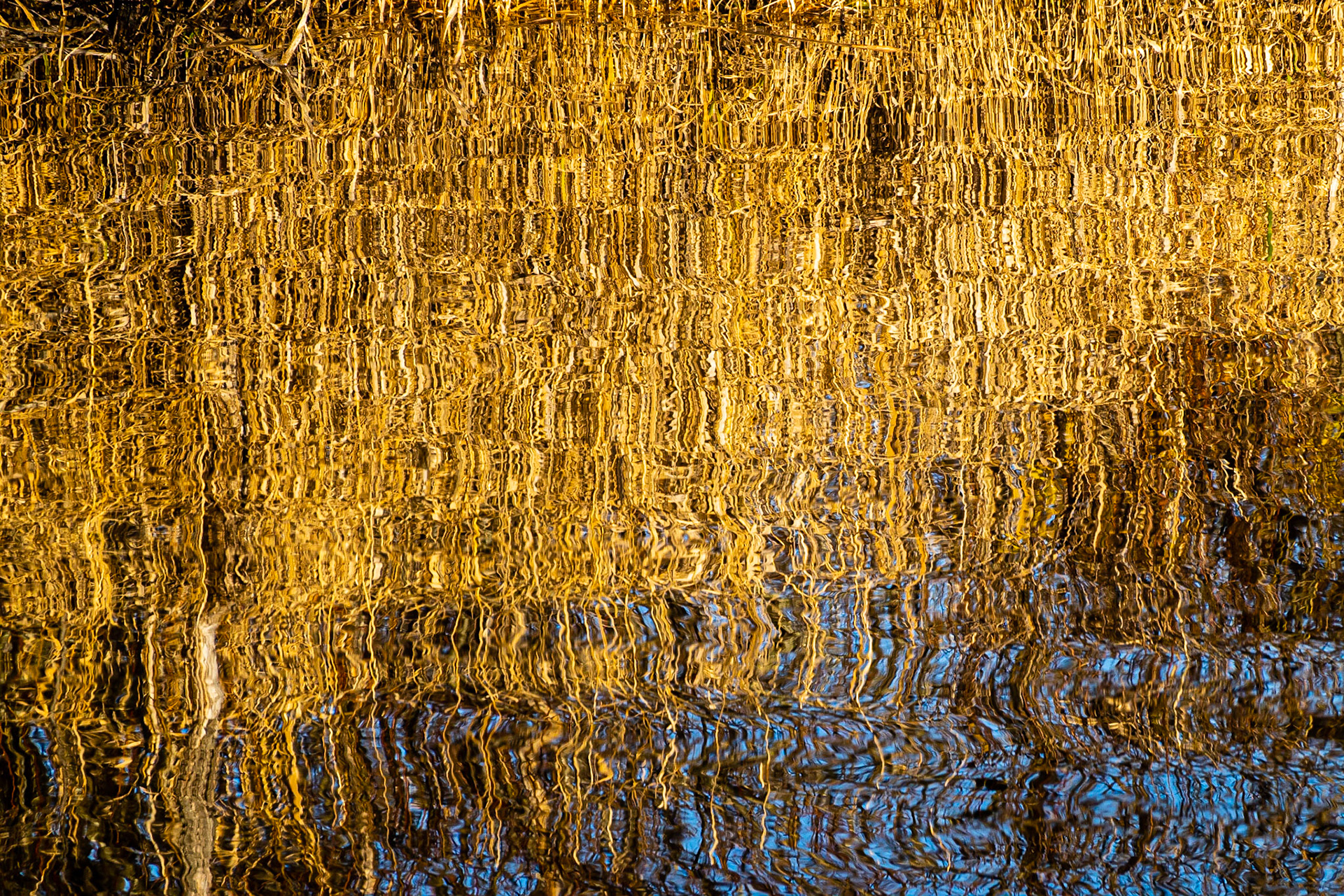 Shoreline Reflection Topside Up: At Lake Sammamish, Marymoor Park