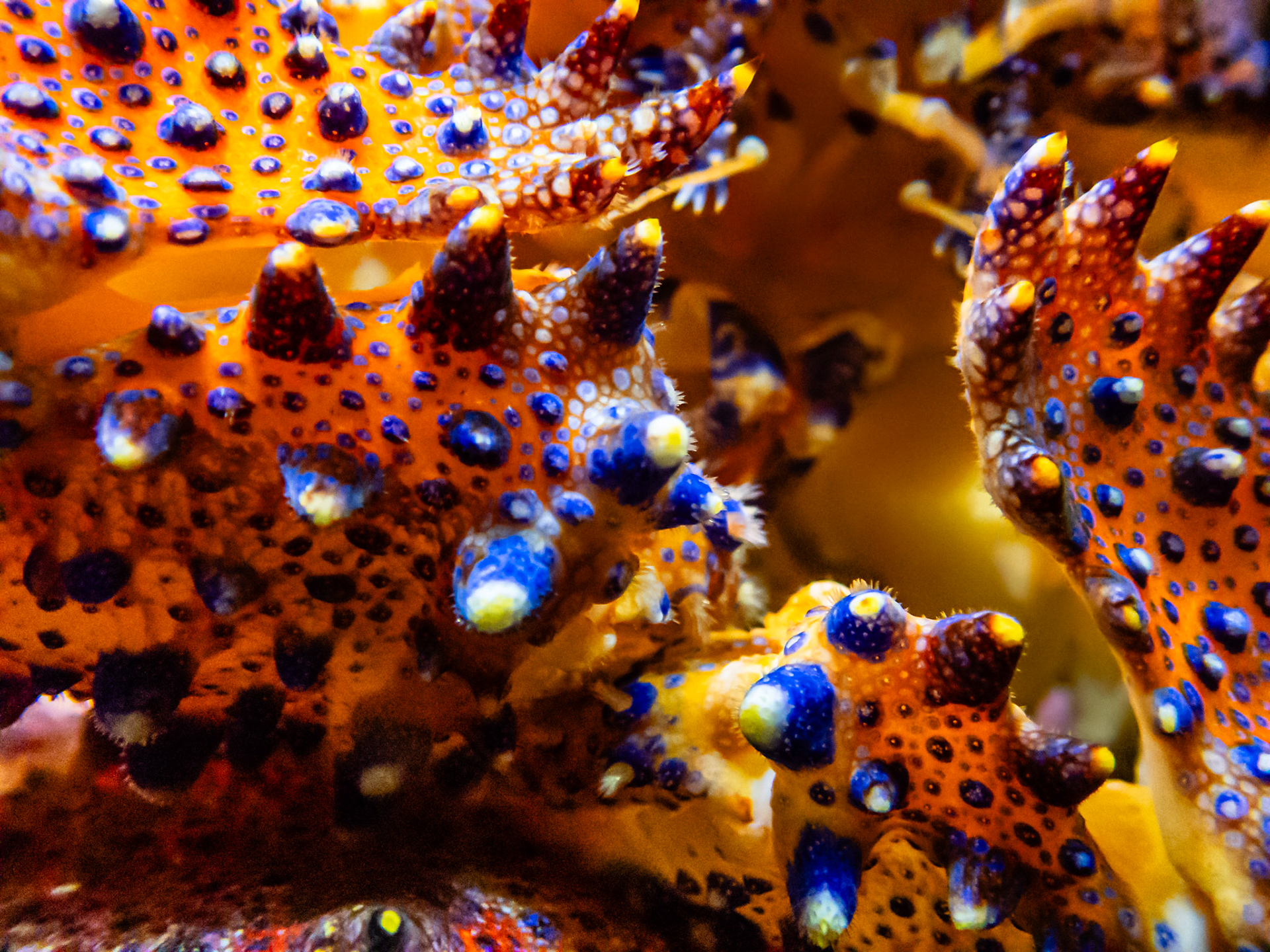 Abstract King Crab: At the Seattle Aquarium