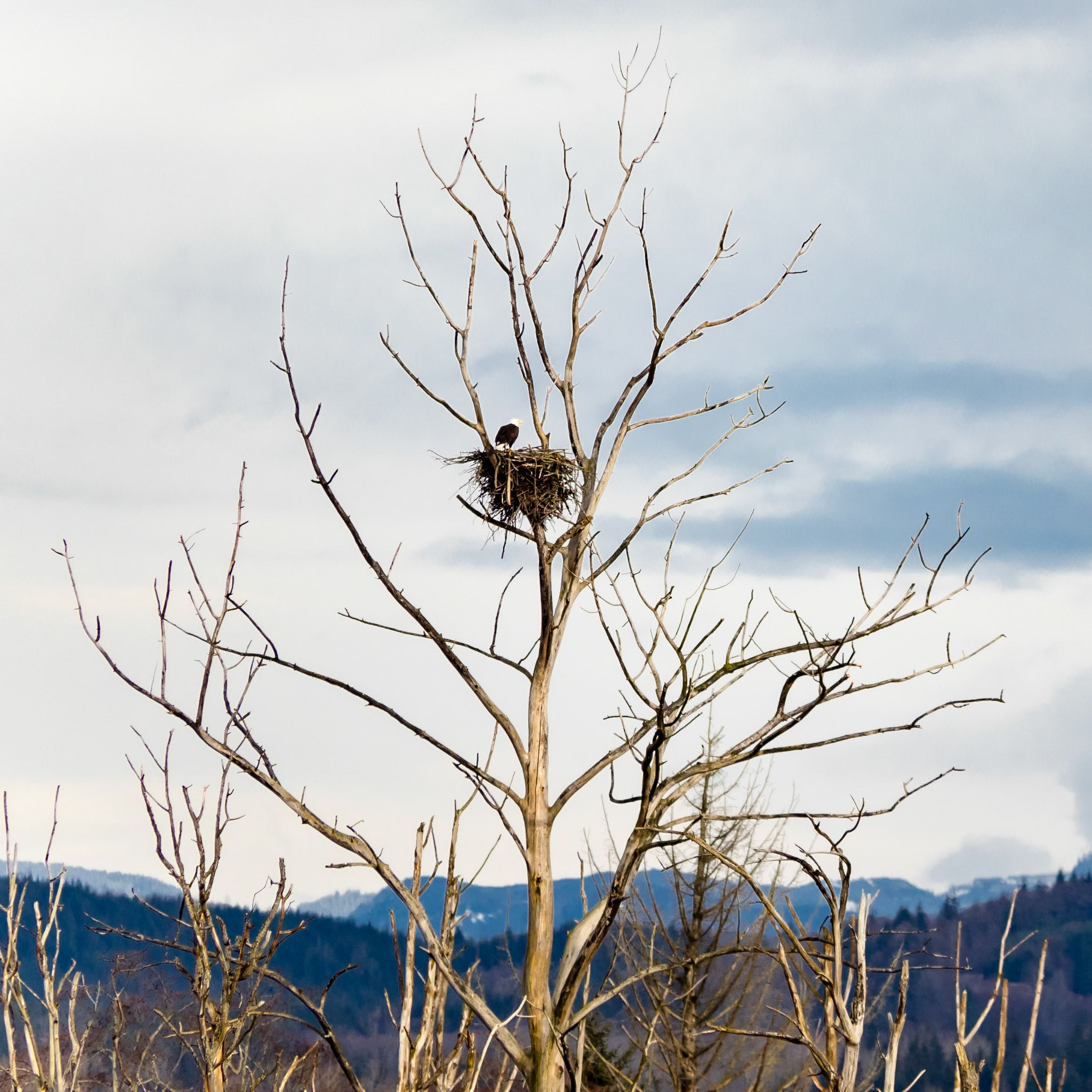 Bald Eagle  in Nest: At the Skagit River Wildlife Station