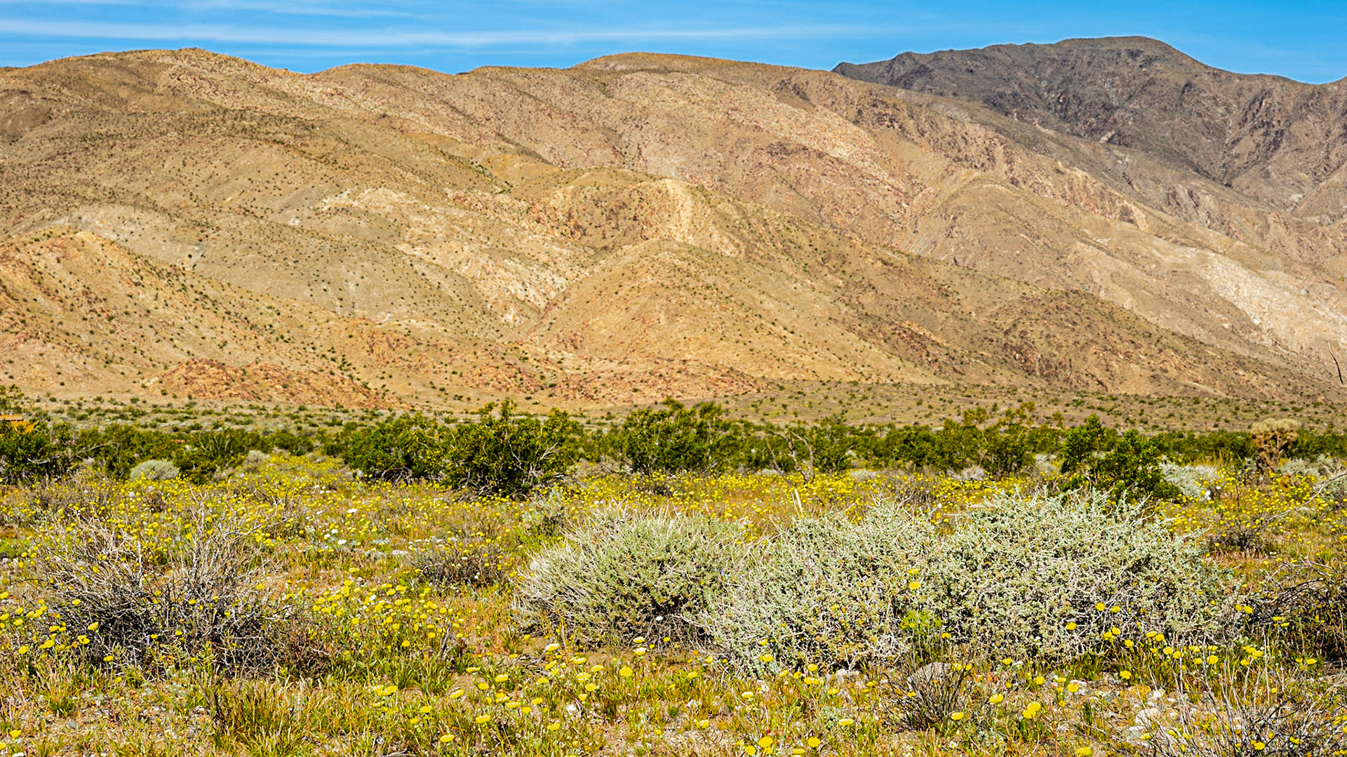 Green and Yellow Desert: Yellow flowers of desert dandelion amid the green and yellow of creostoe bush  and burrobush sprinkled across the Clark Valley and the slopes of the Santa Rosa Mountains in the Anza-Borrego Desert.