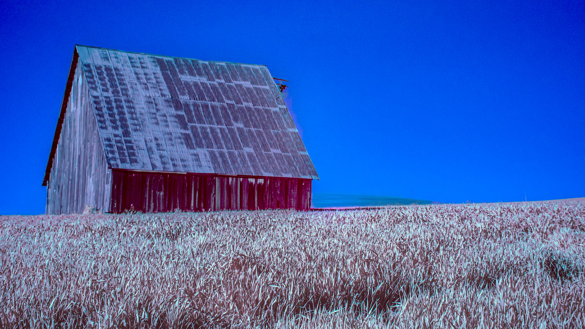 Old Barn - IRFC: An old barn in a wheat field in the Mill Creek plain just west of the Blue Mountains near Wallla Walla Washington.  Infrared (720 nm) false color image.