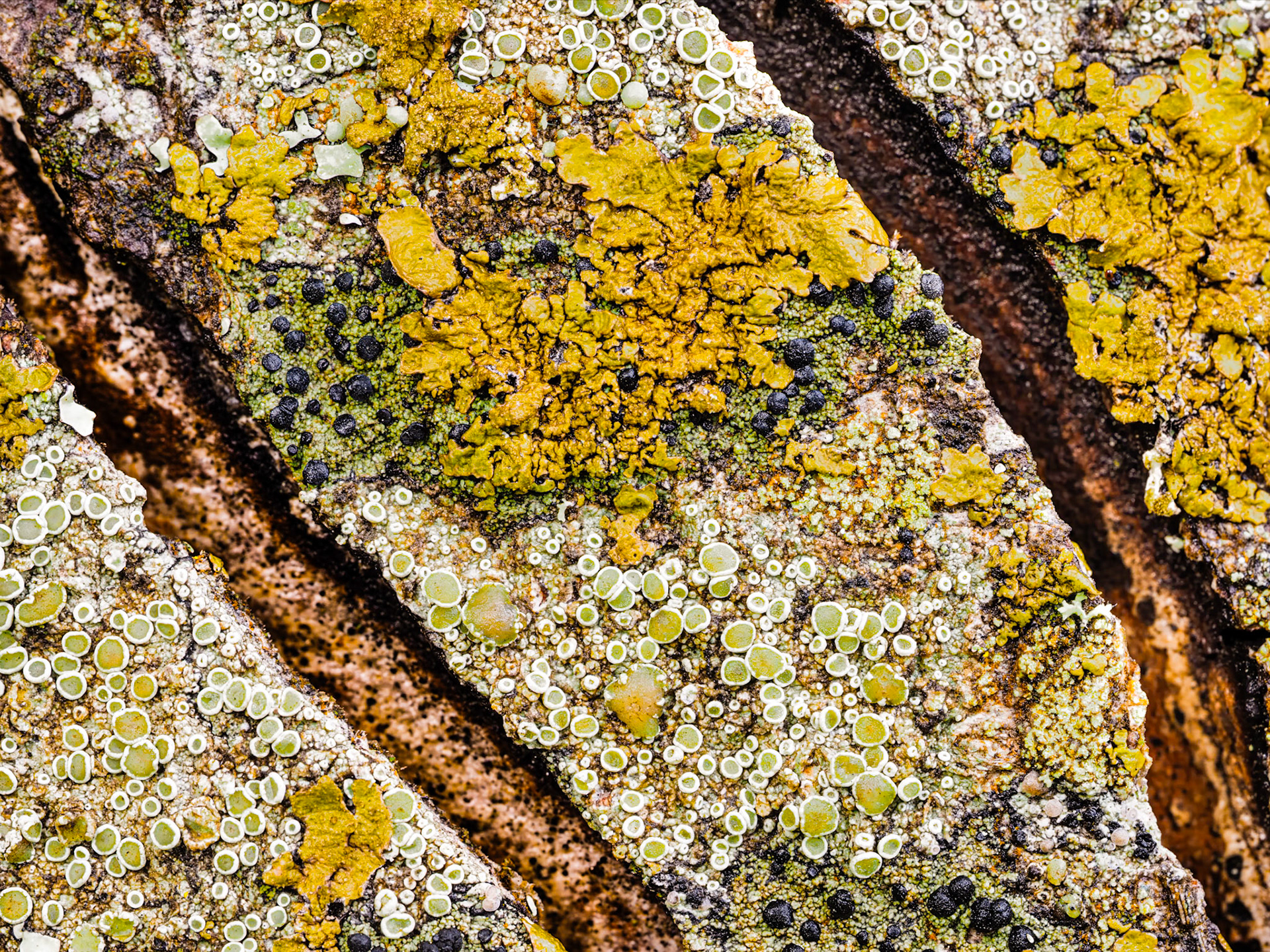 Lichen on Granite: Black, green and yellow lichen paint themselves onto a granite canvas.