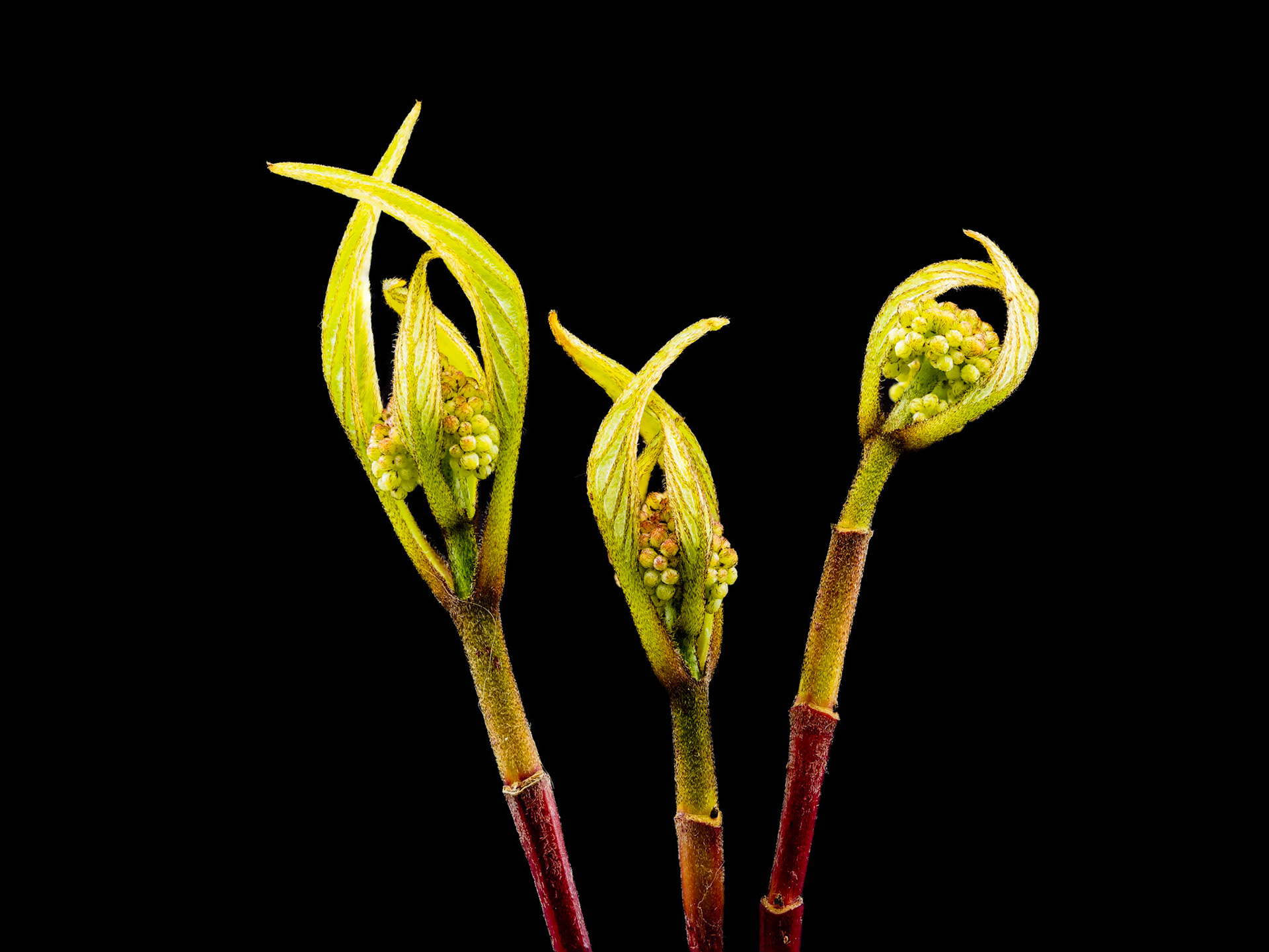 Red Twig Dogwood Blooms Landscape: A red twig dogwood in spring bloom just before flowering.