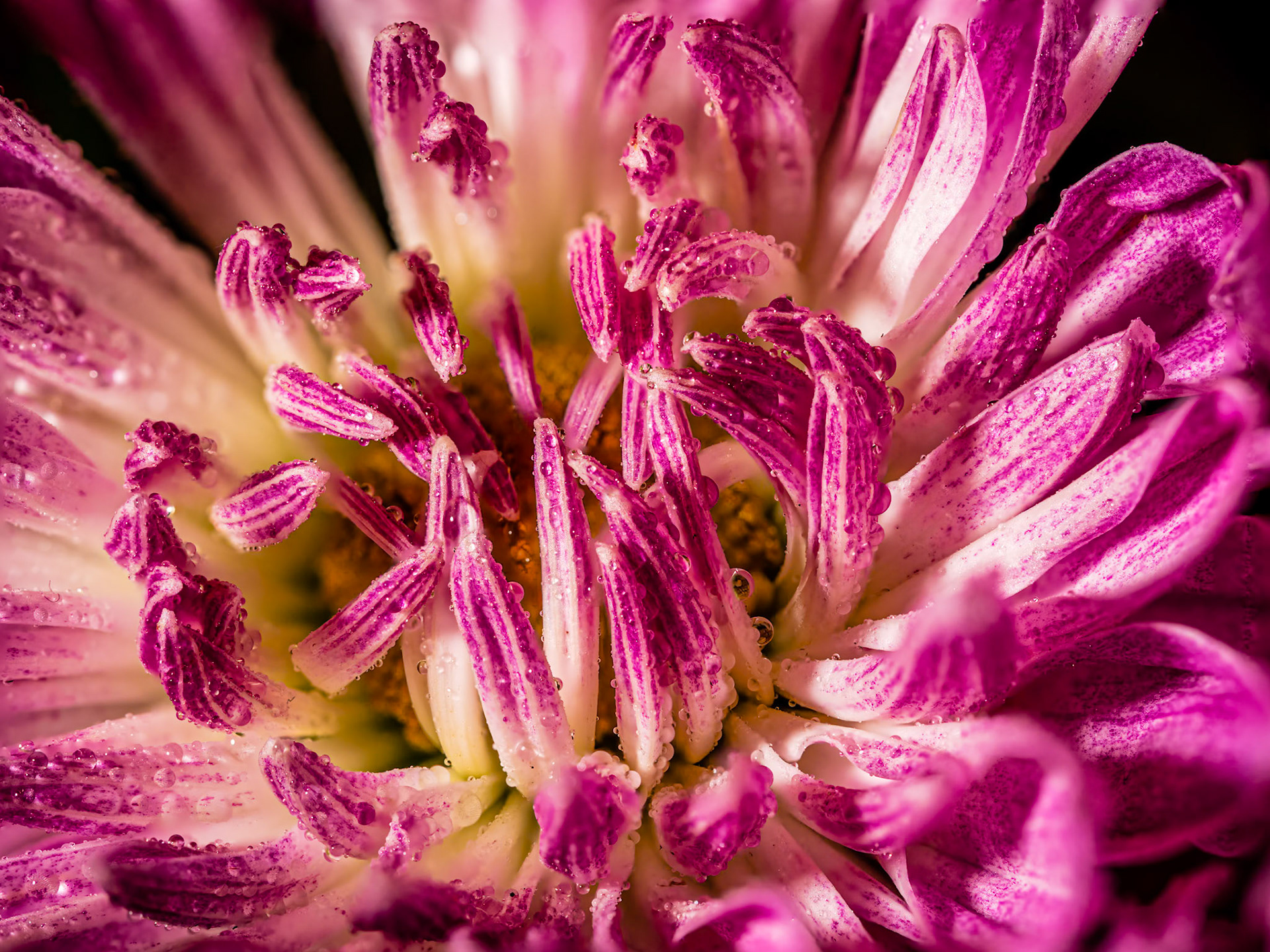 Dewy Chrysanthemum: After a spring rain.
