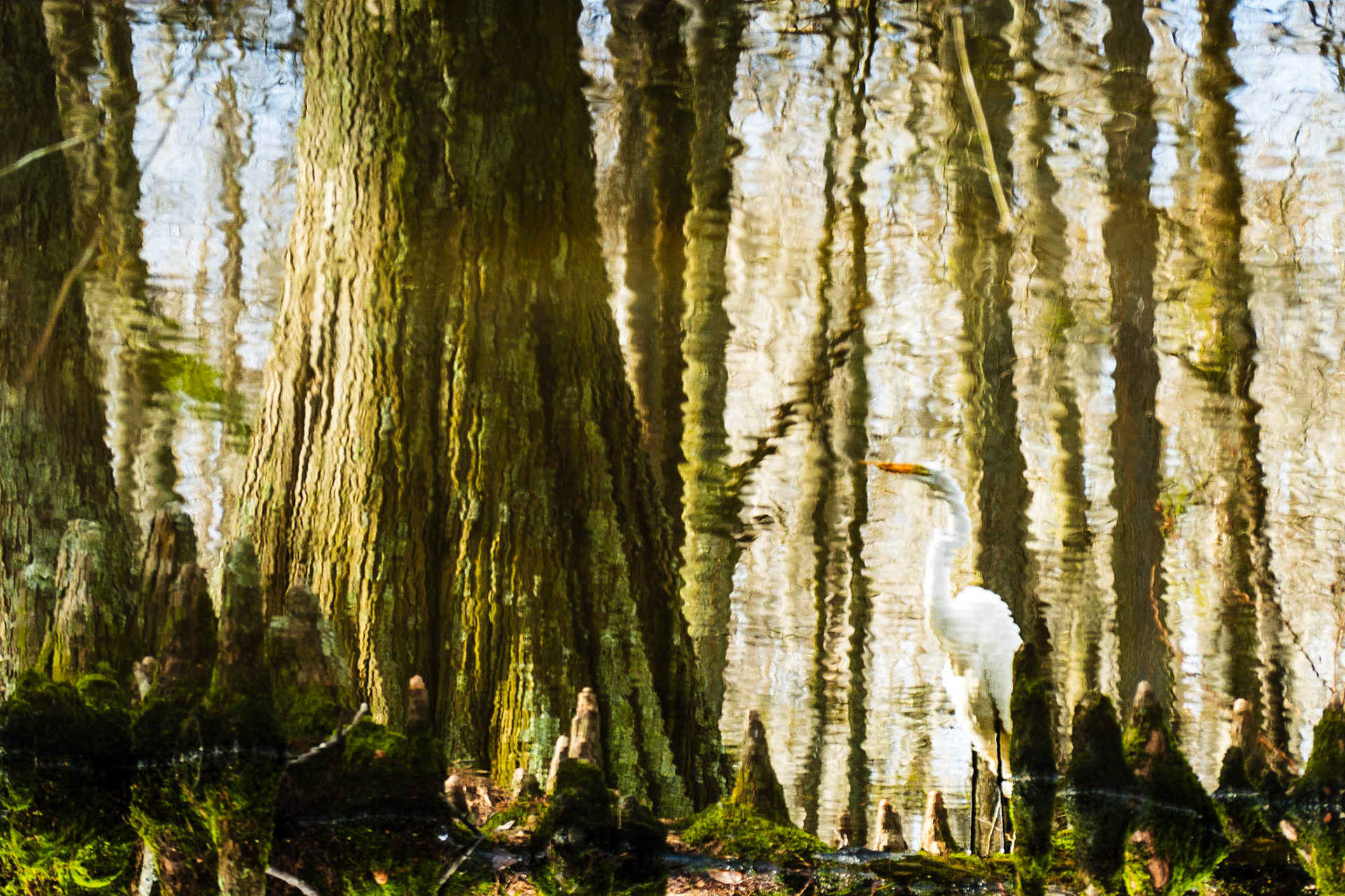 Great Egret in Reflection: The reflection of this Great Egret in a bald cypress swamps provides a muted appearance of a water painting.