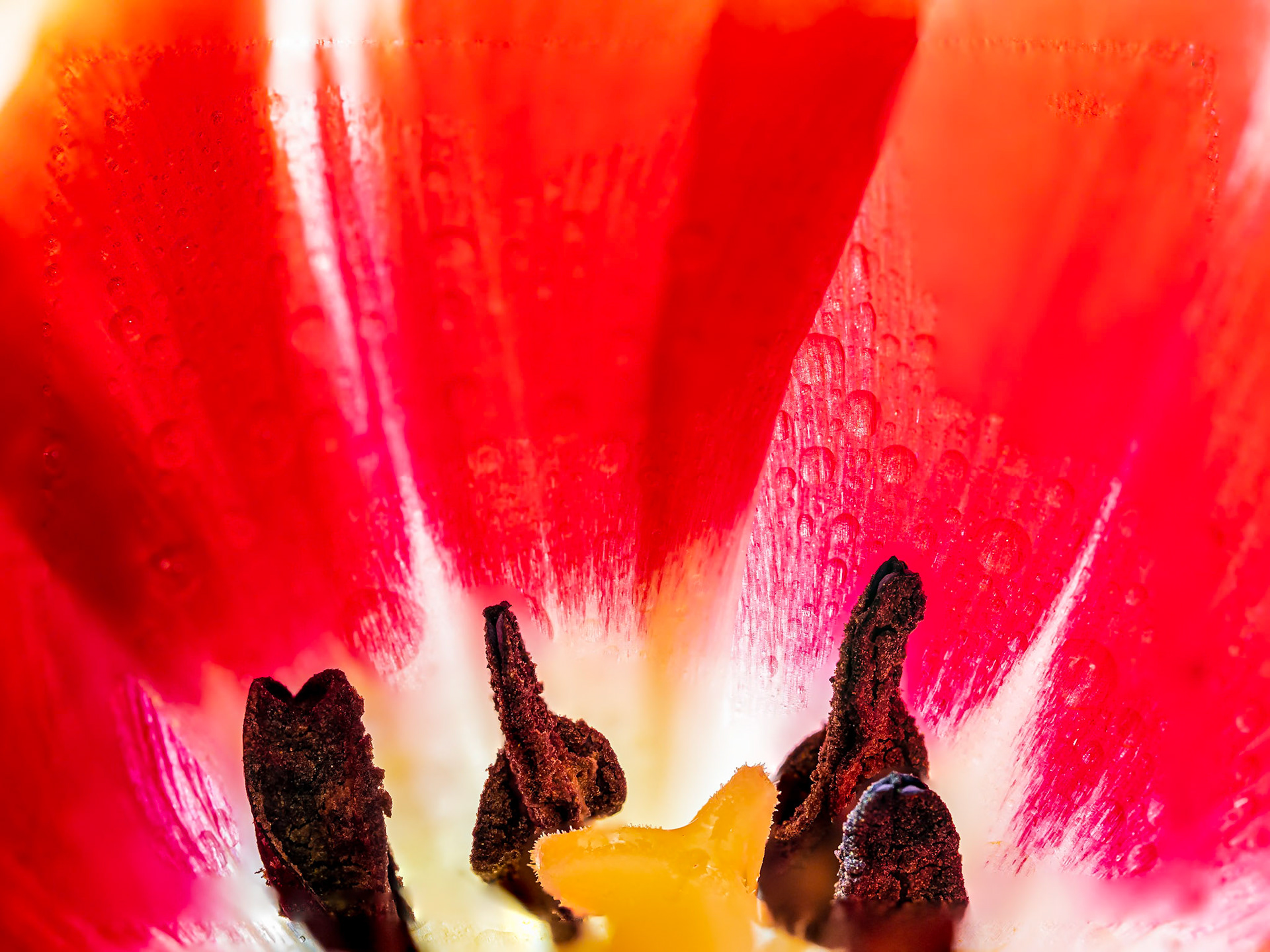 Inside the Tulip: I got tulips for my birthday and couldn't resist taking a close-up photo of the expanding flower with water accent on the petals.