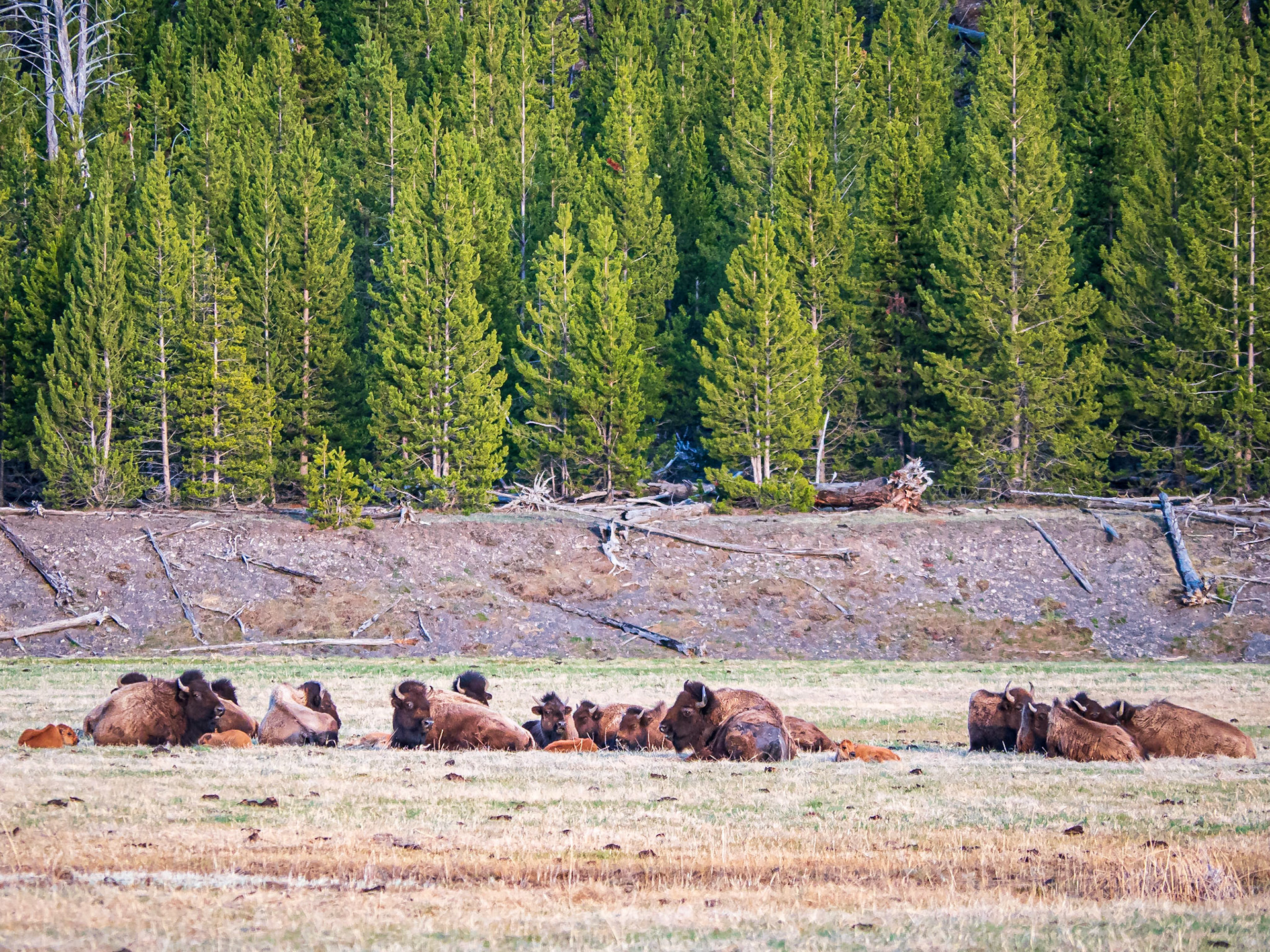Bison Herd: These bison were congregating and settling down for the evening in the Madison River Valley of Yellowstone National Park.