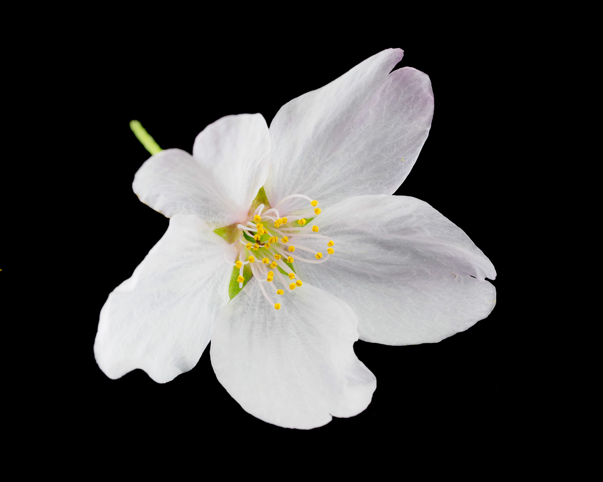 Cherry Blossom: Snowy white petals tinged with pink adorn this Japanese Cherry blossom.