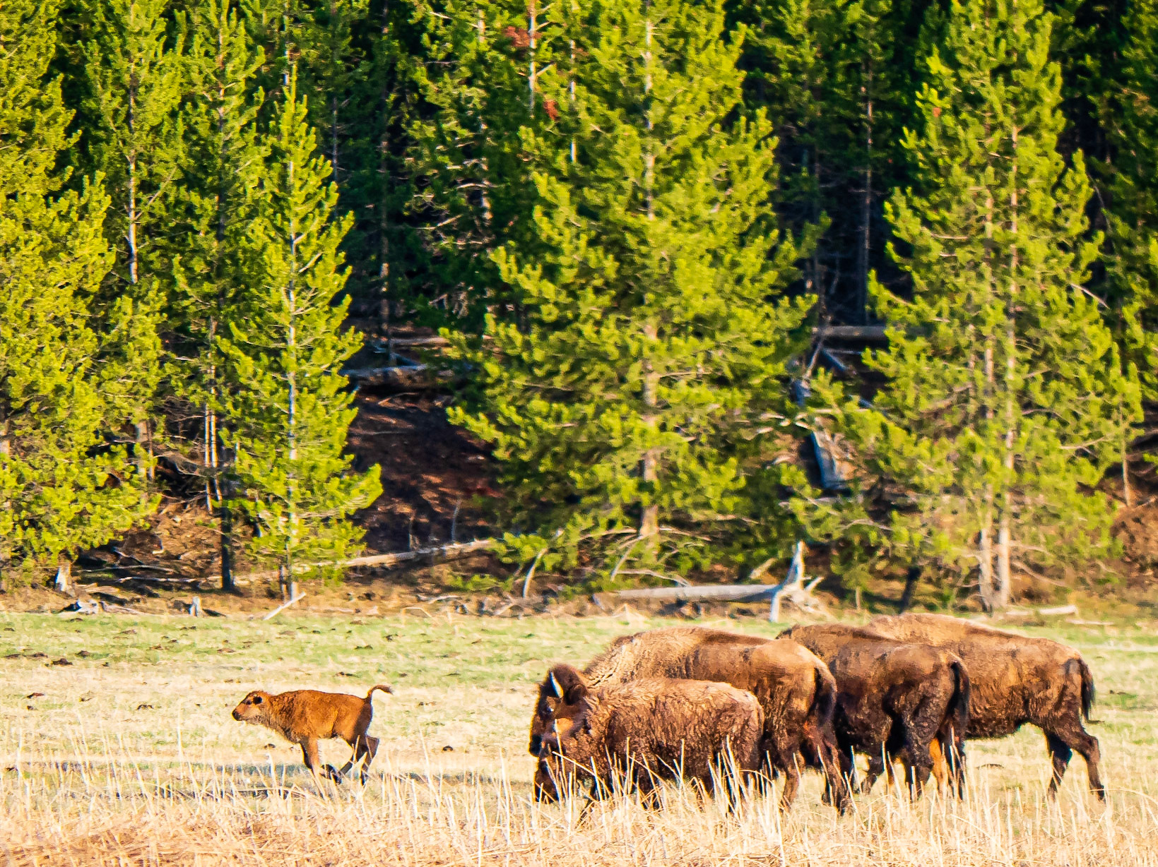Red Dog Leading: Bison calves are also called red dogs.  They cavort energetically among the adult bison never straying more than a few yards from the safety of the herd.