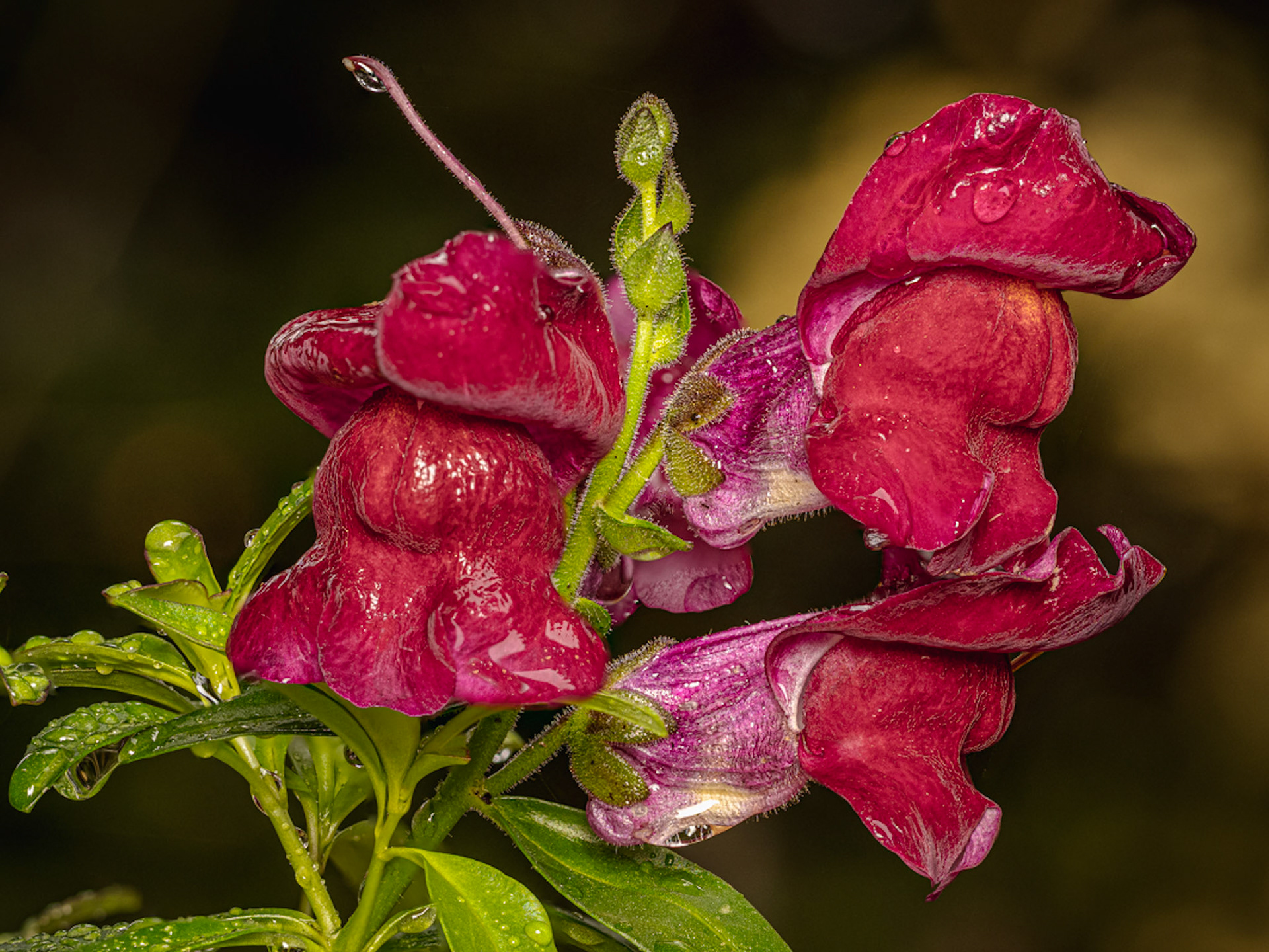 Red Snapdragon After the Rain: The snapdragon (Antirrhinum majus) is a tough,  prolific and long-floweirng bloomer. Snapdragon's flowers are ecologically selective, allowing only heavier pollinators like bumblebees access to its nectar.  Historically, snapdragons were wrapped in myth where witches used the blooms in enchanting rites; the red blooms symbolizing passion and love.