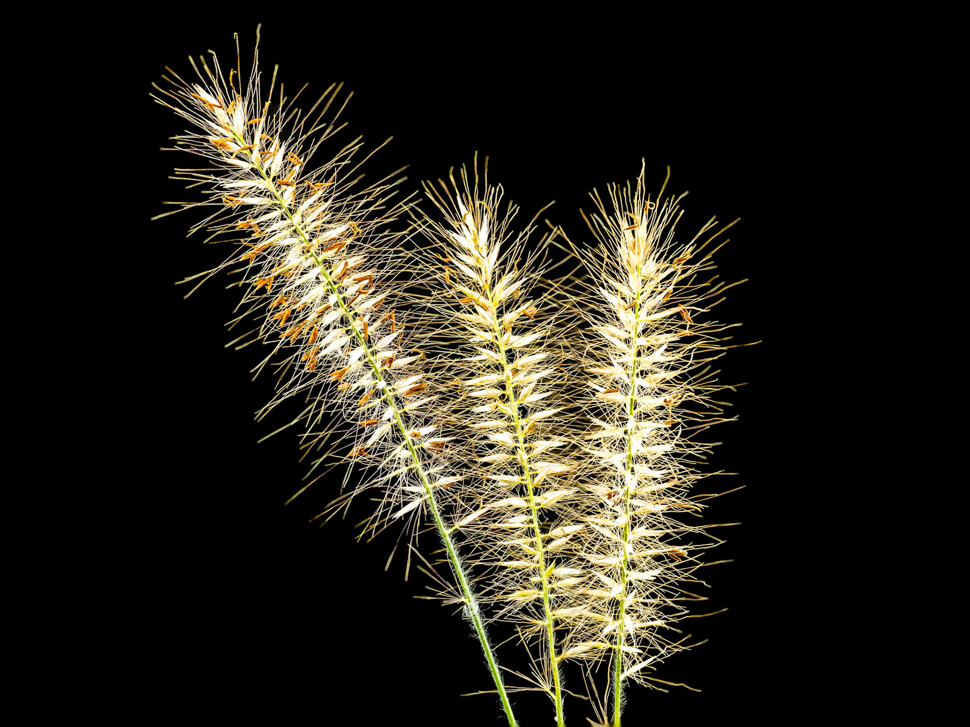 Blue Buffel Grass: Late summer seedheads on Blue Buffel Grass glow green and yellow.