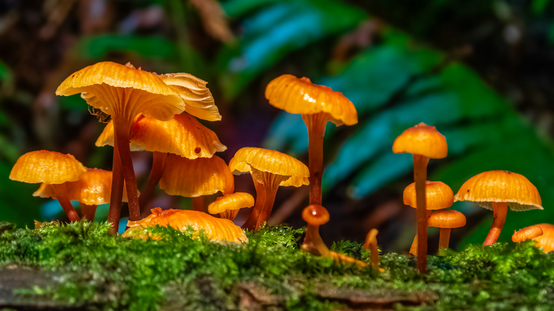 Pinewood Gingertail Colony: These small mushrooms erupt on old decaying logs in the fall.