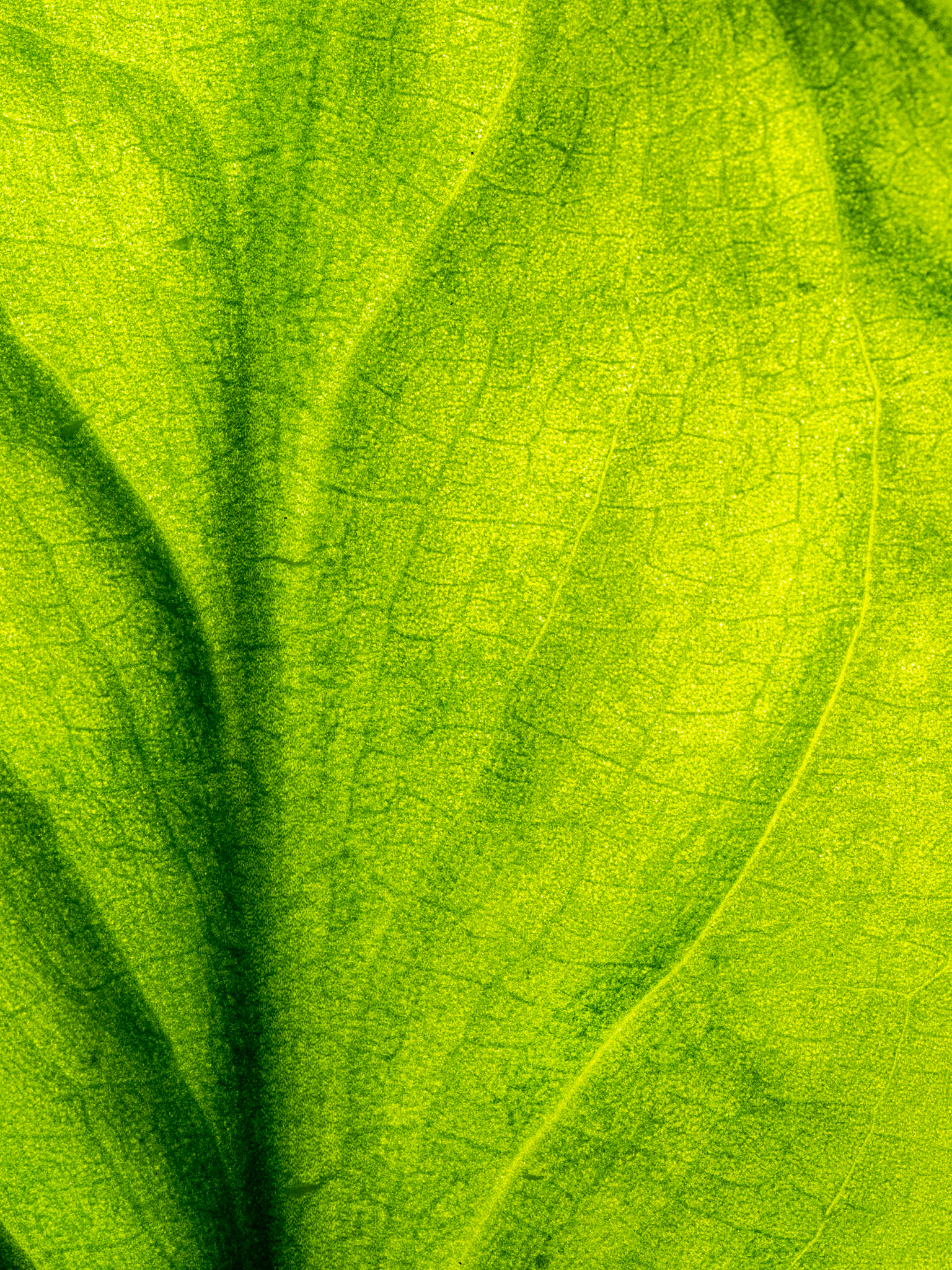 Skunk Cabbage Leaf: Redmond Watershed Washington