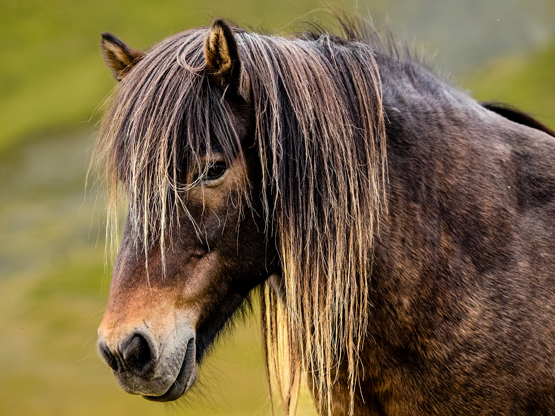 Snaefellsnes Peninsula -  Icelandic Horse: Small, sturdy and affectionate.  You just want to put one in your suitcase and take it home.
