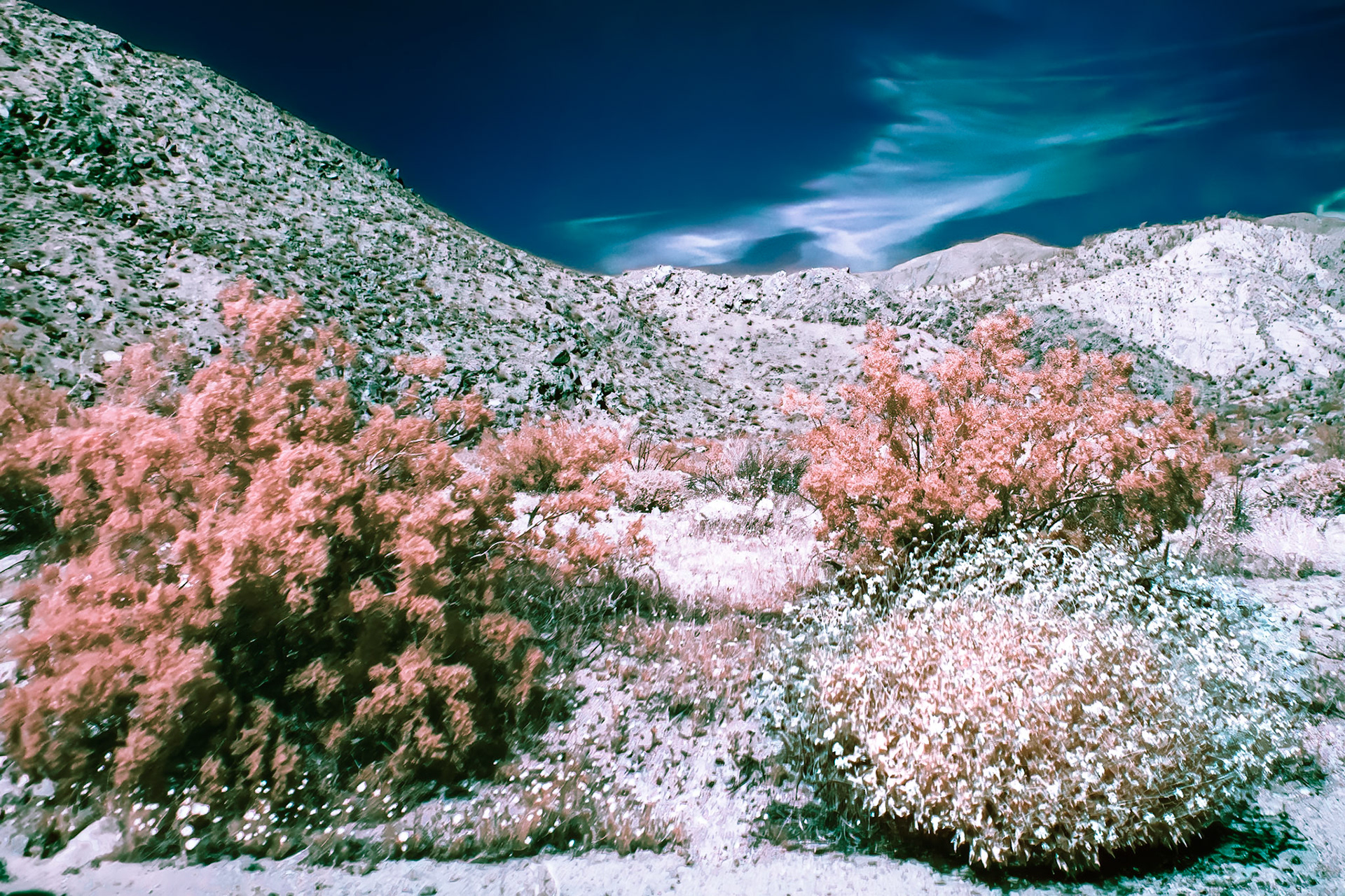 Desert Shrubs- IRFC: Creosote Bush and Cheesebush at the head of Butler Canyon in Anza-Borrego Desert State Park. Infrared (720 nm) false color image.