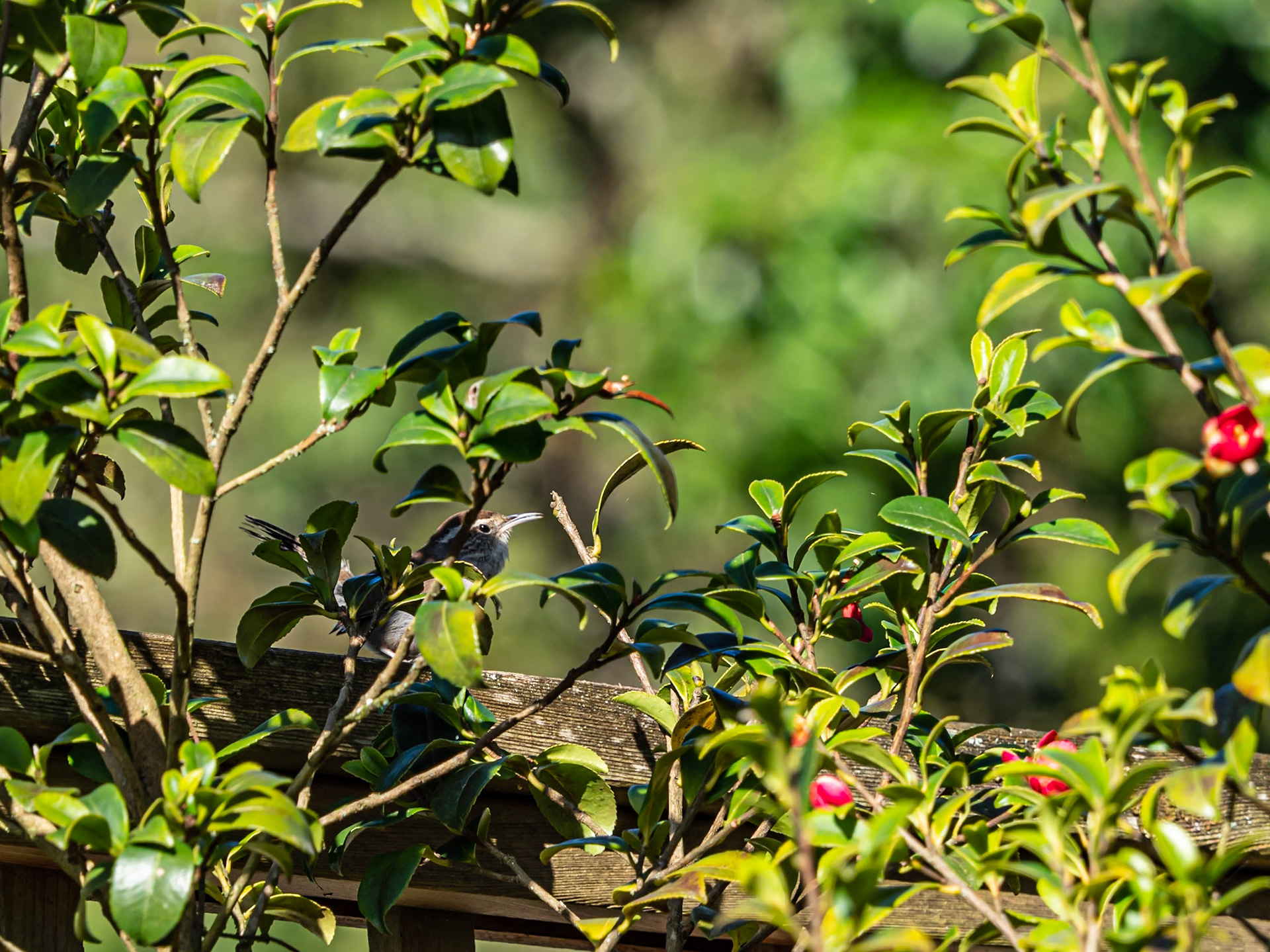 Bewick's Wren Peek-a-Boo: A Bewick's Wren sits in the Camelia eyeing a nearby feeder.