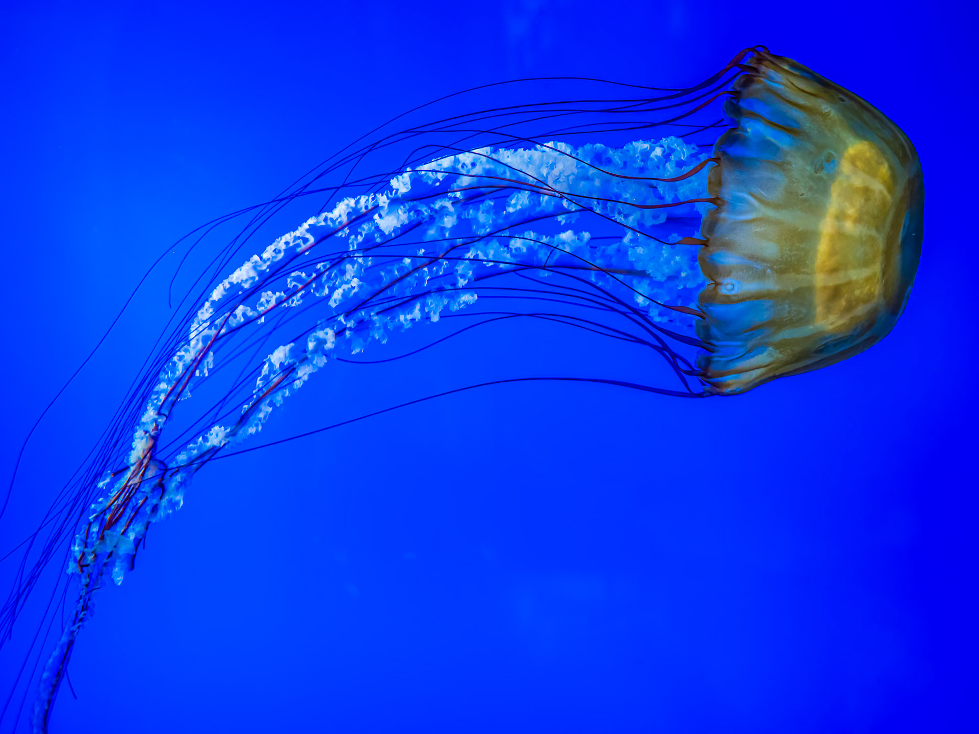 Sea Nettle: At the Oregon Coast Aquarium, Newport Oregon. The Sea Nettle is a large brown jellyfish renowned for a painful sting, which it uses to immobilize its prey.