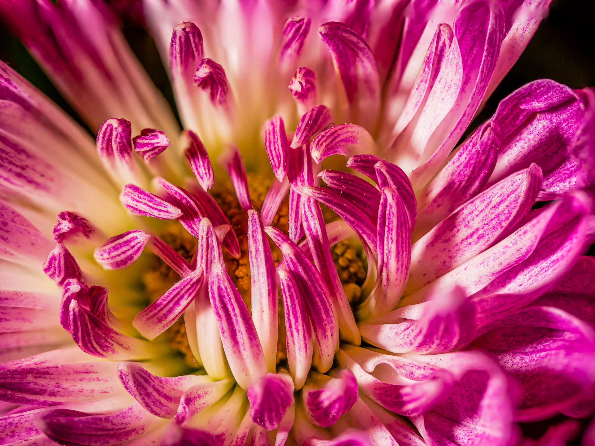 Chrysanthemum Opening: On a spring day.