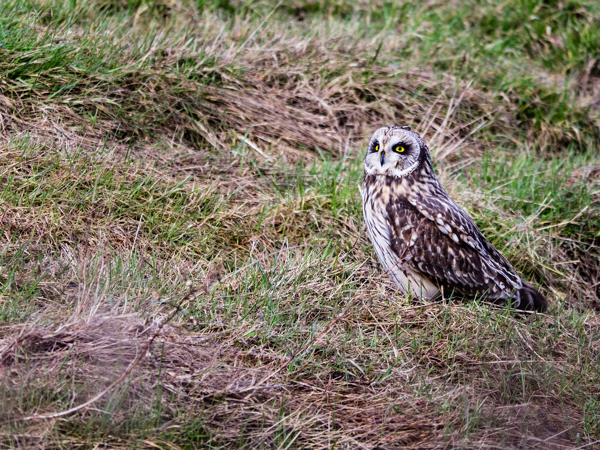 Short-eared Owl  on the Ground: At the Legue Island Wildlife Area