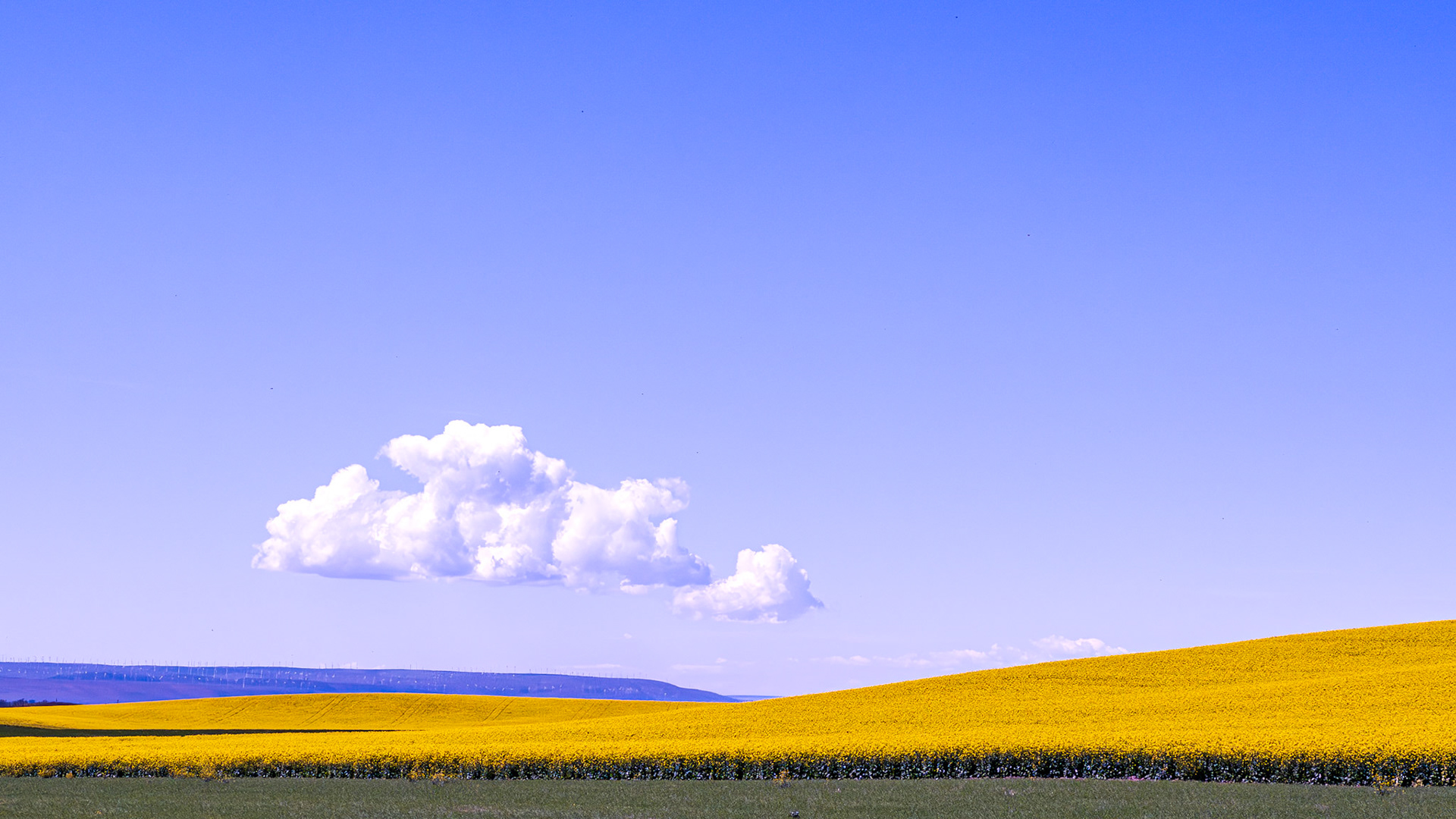 Canola Fields: Near Walla Walla Washington