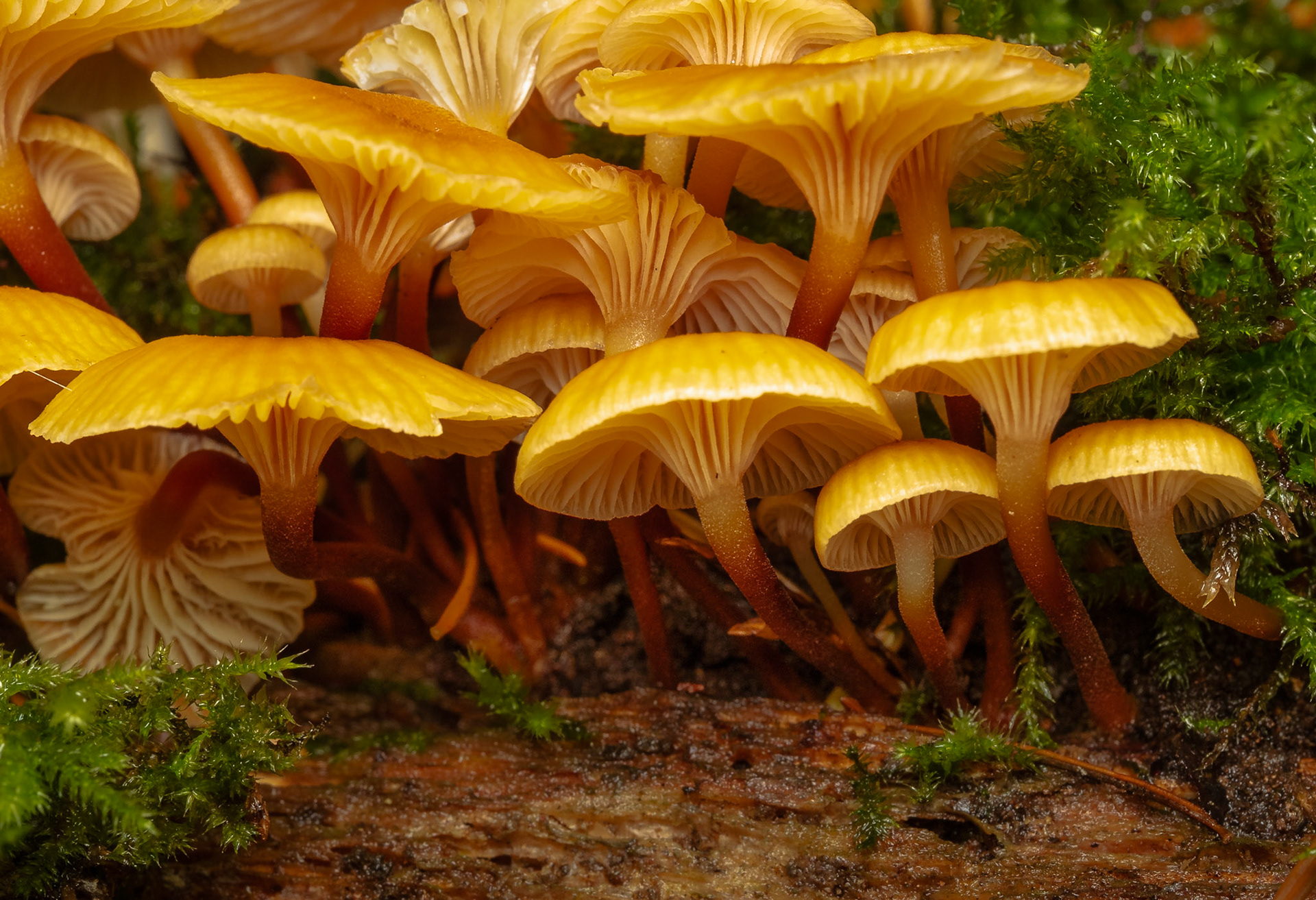 Saprophyte Mushrooms: The Pinewood Gingertail mushroom is a tiny mushroom less than an inch across.  It is a saprophytic fungus that grows in dense clusters on dead coniferous trees where it obtains nutrients by decomposing organic matter from decaying wood.