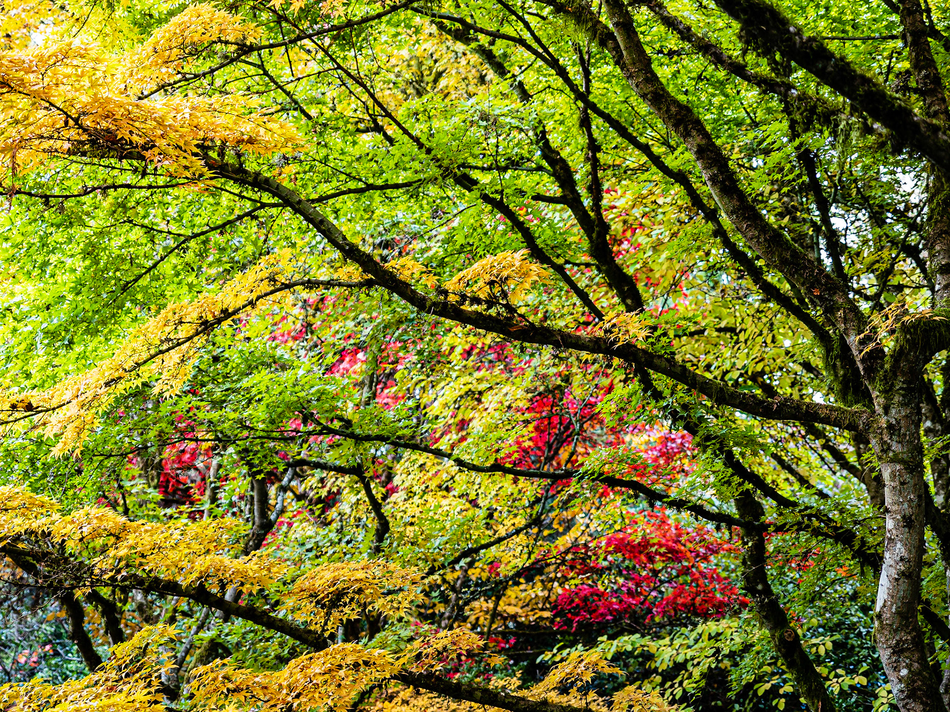Japanese Maple: Green, red and yellow leaves on arching branches of Japanese Maple in the Bellevue Botanical Garden, Bellevue Washington