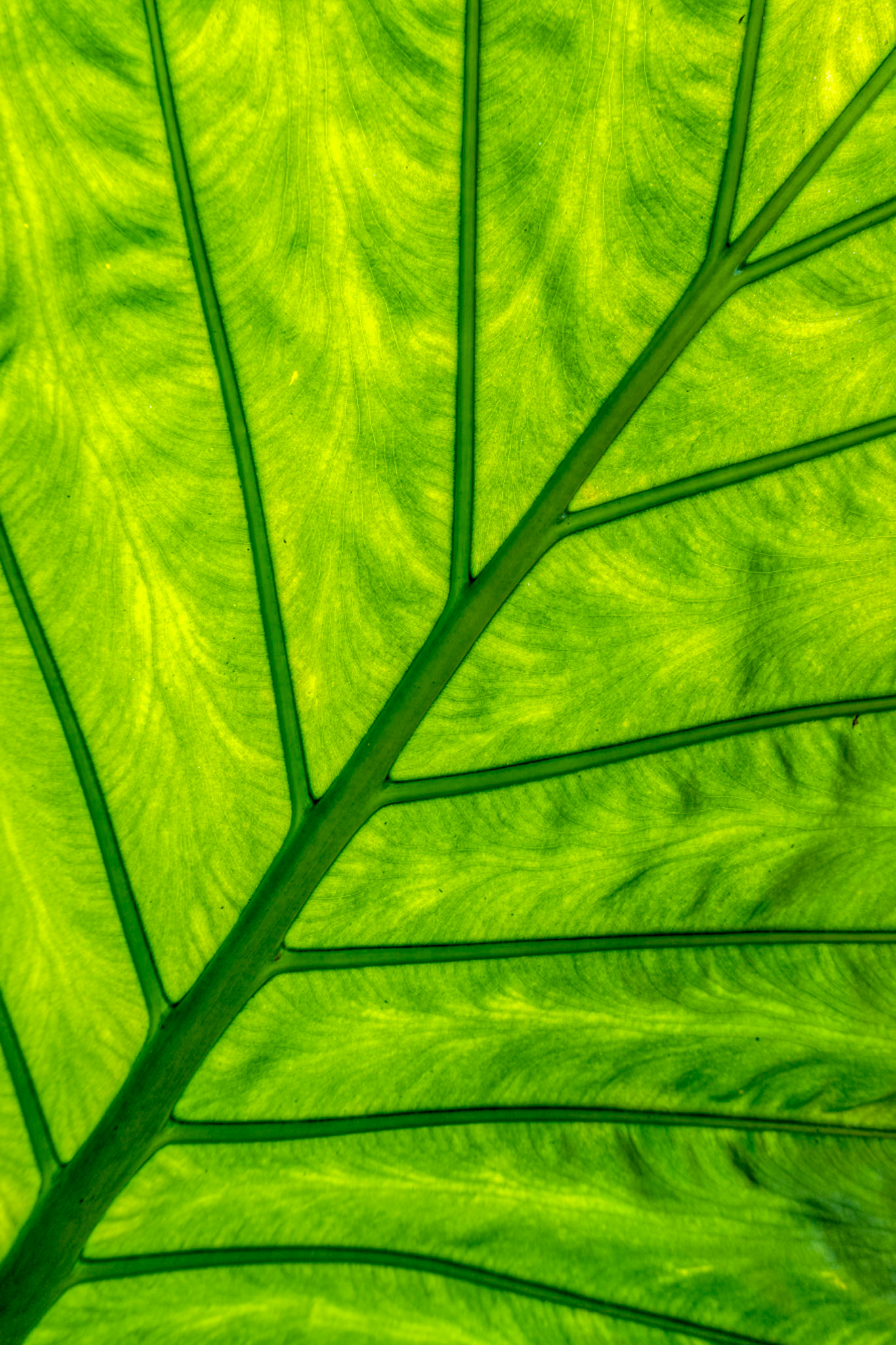 Elephant Ear Backlit: At the Kanapaha Botanical Garden in Gainesville Florida.